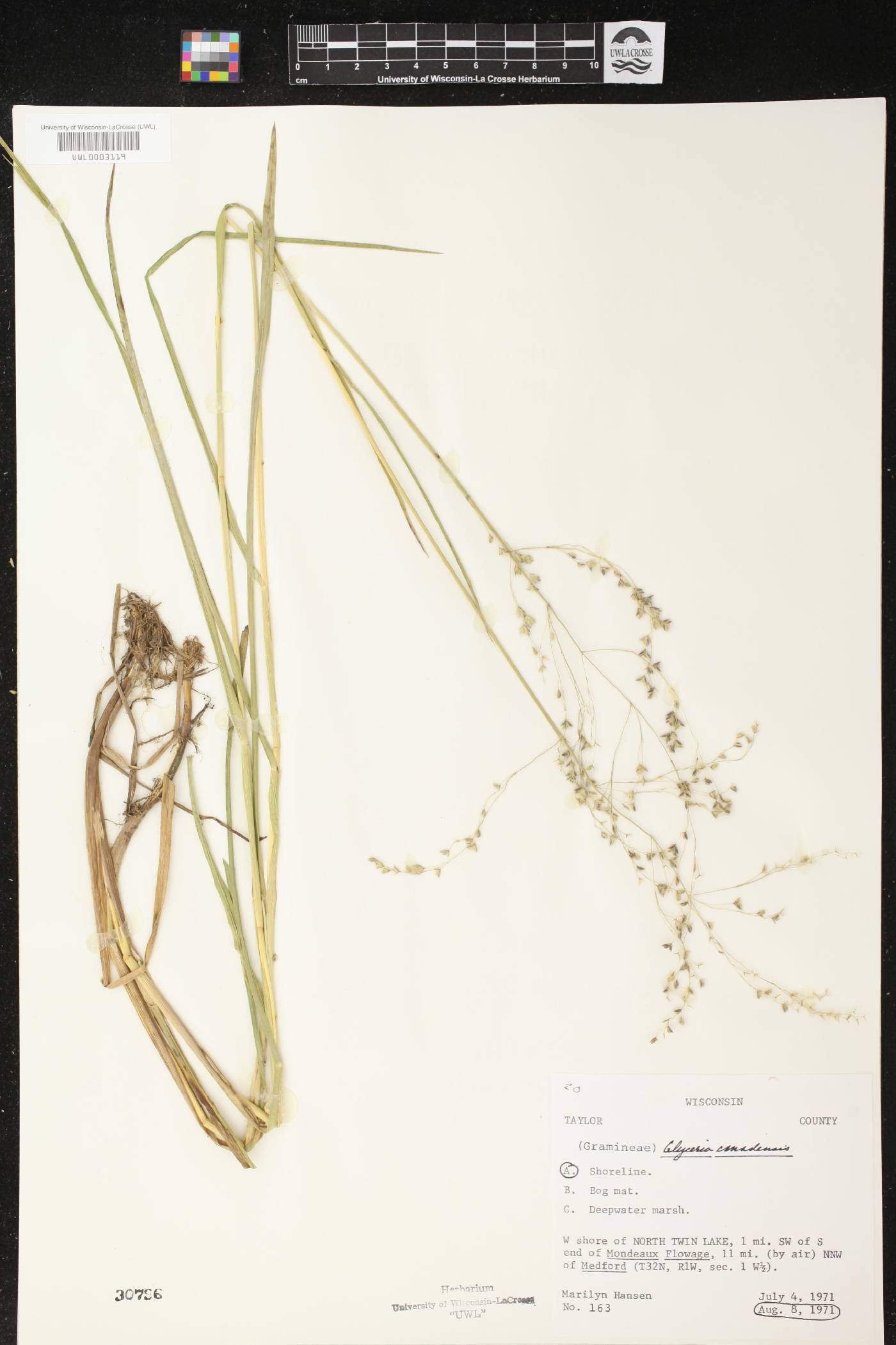 Glyceria canadensis image