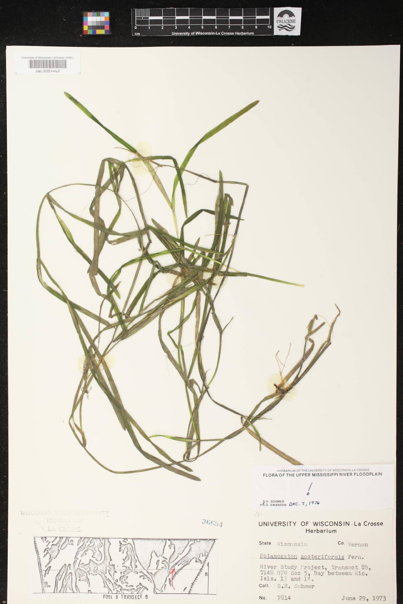 Potamogeton zosteriformis image