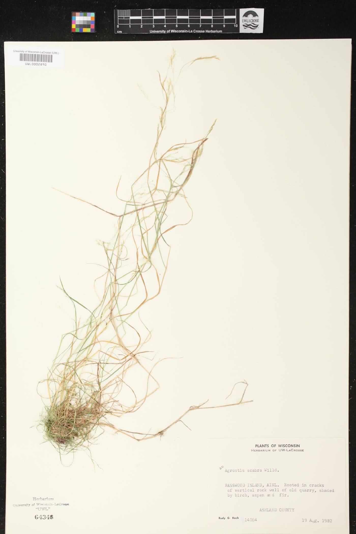 Agrostis scabra image