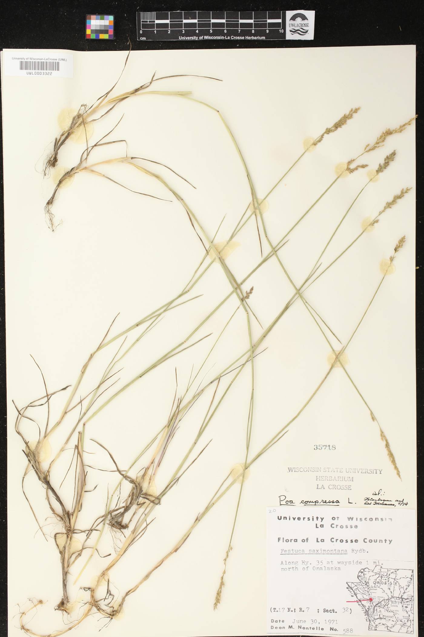Poa compressa image