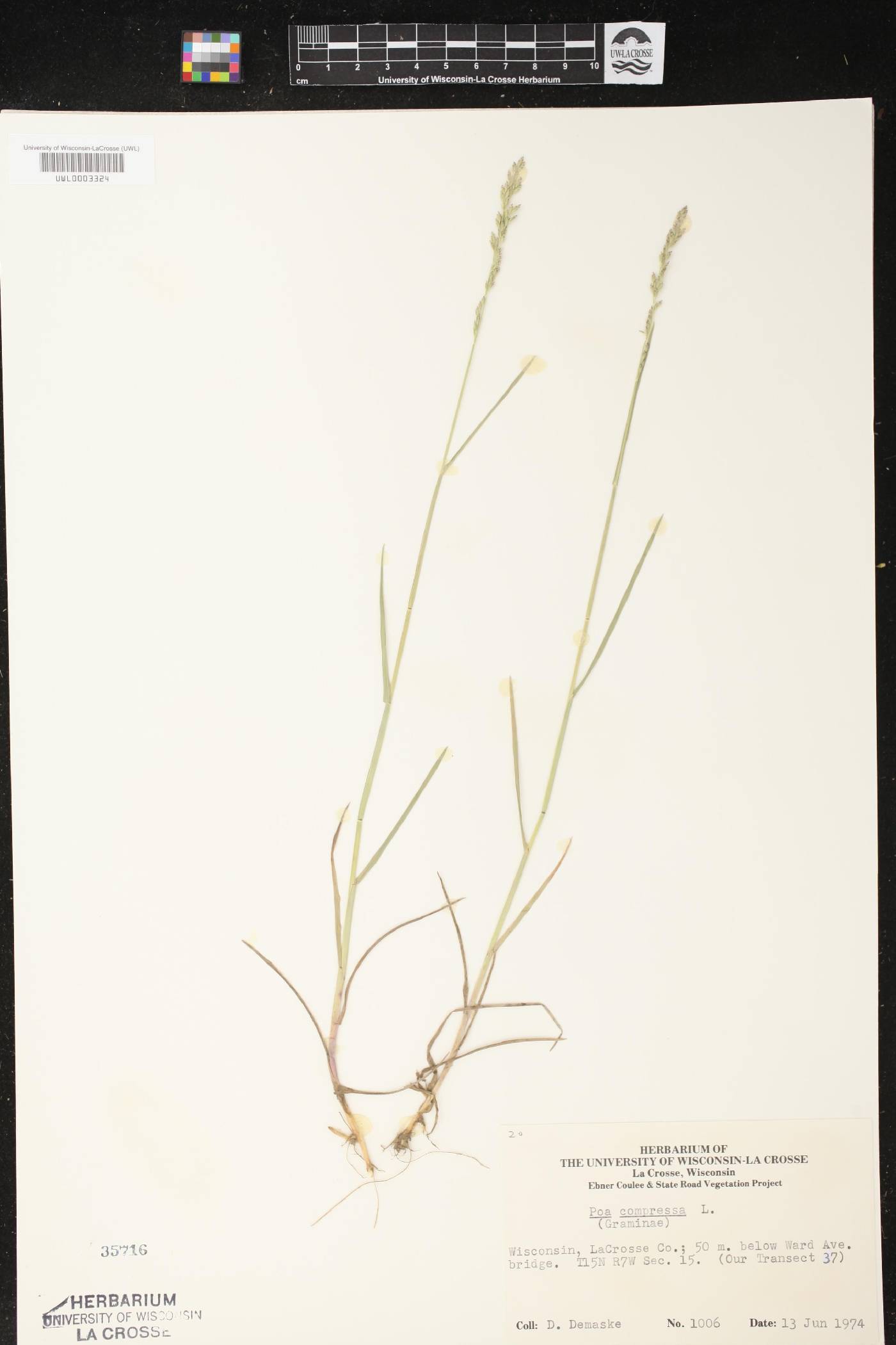 Poa compressa image