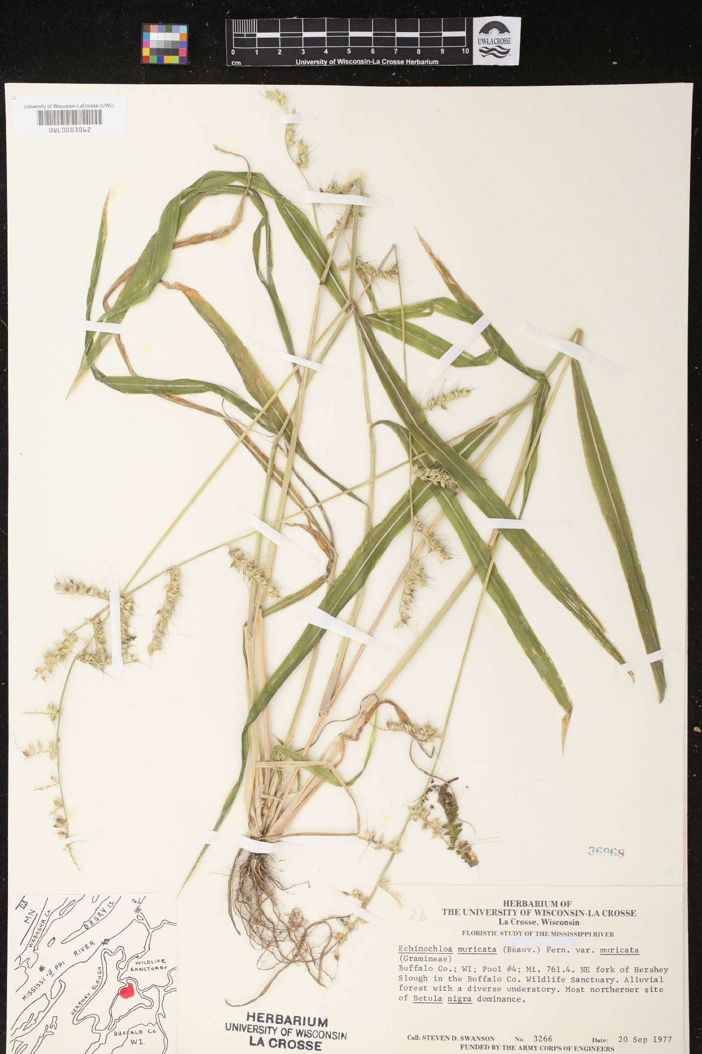 Echinochloa muricata var. muricata image