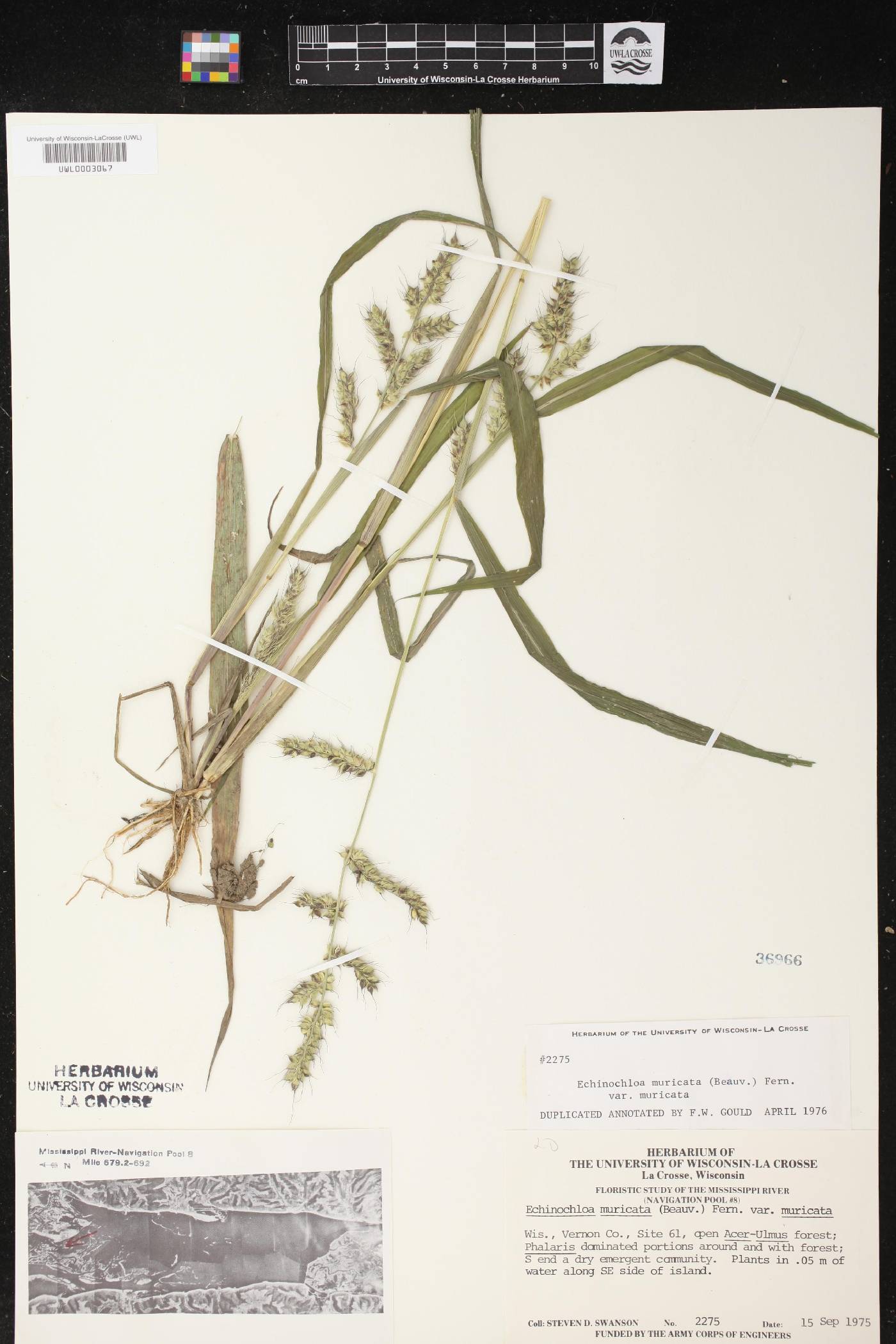 Echinochloa muricata var. muricata image
