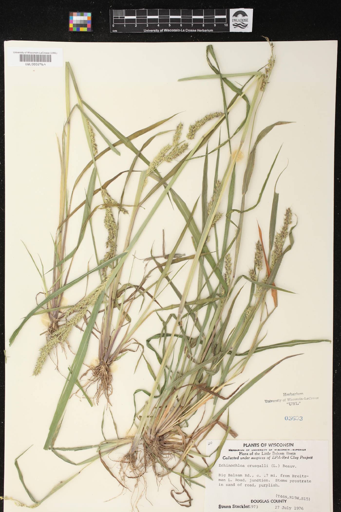 Echinochloa crus-galli image