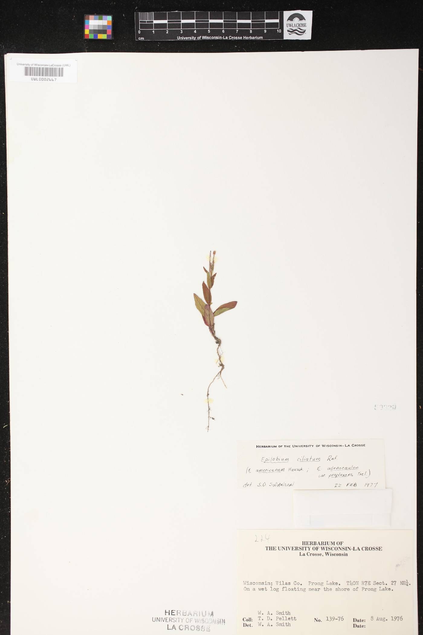 Epilobium ciliatum image