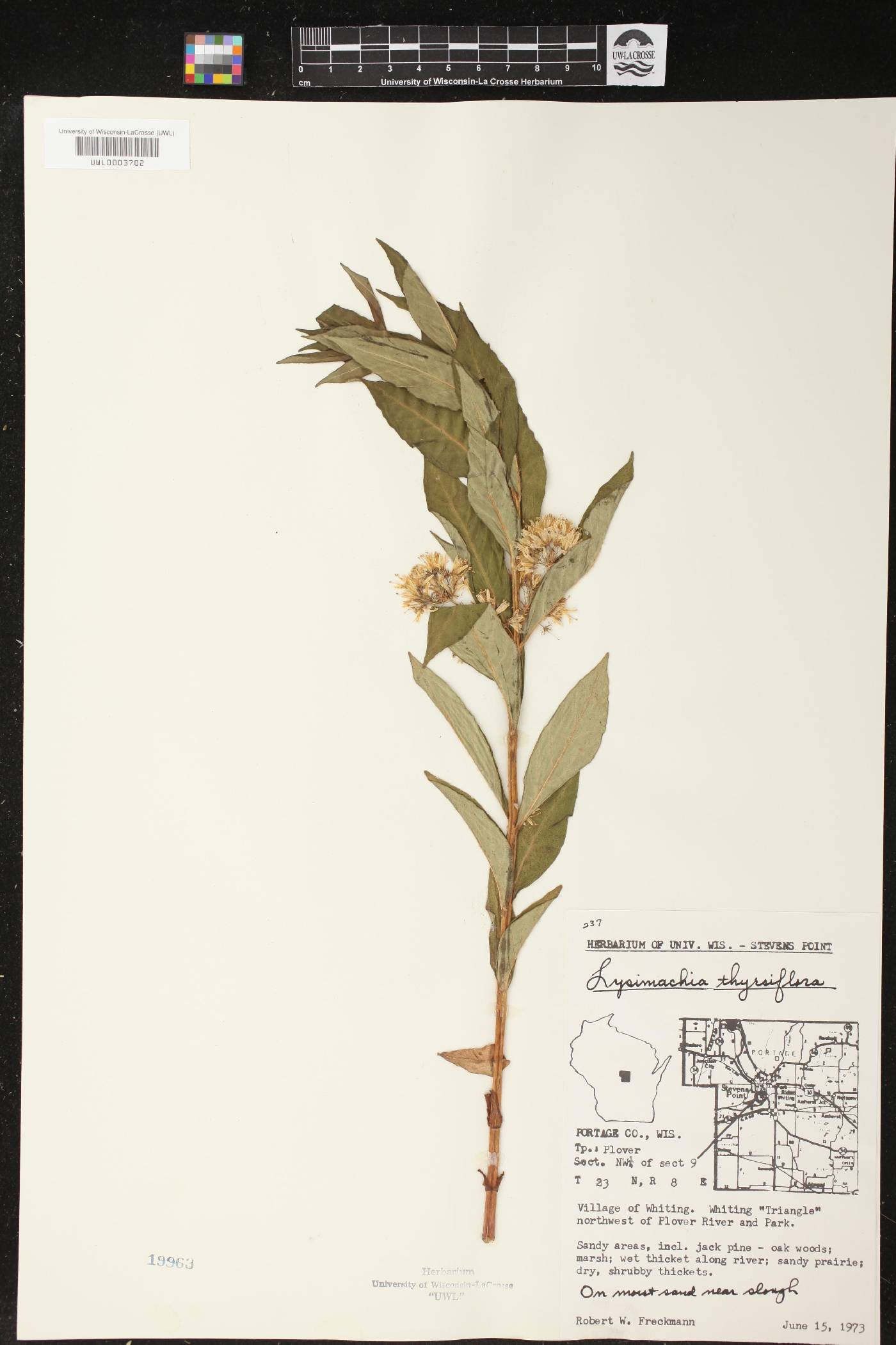 Lysimachia thyrsiflora image