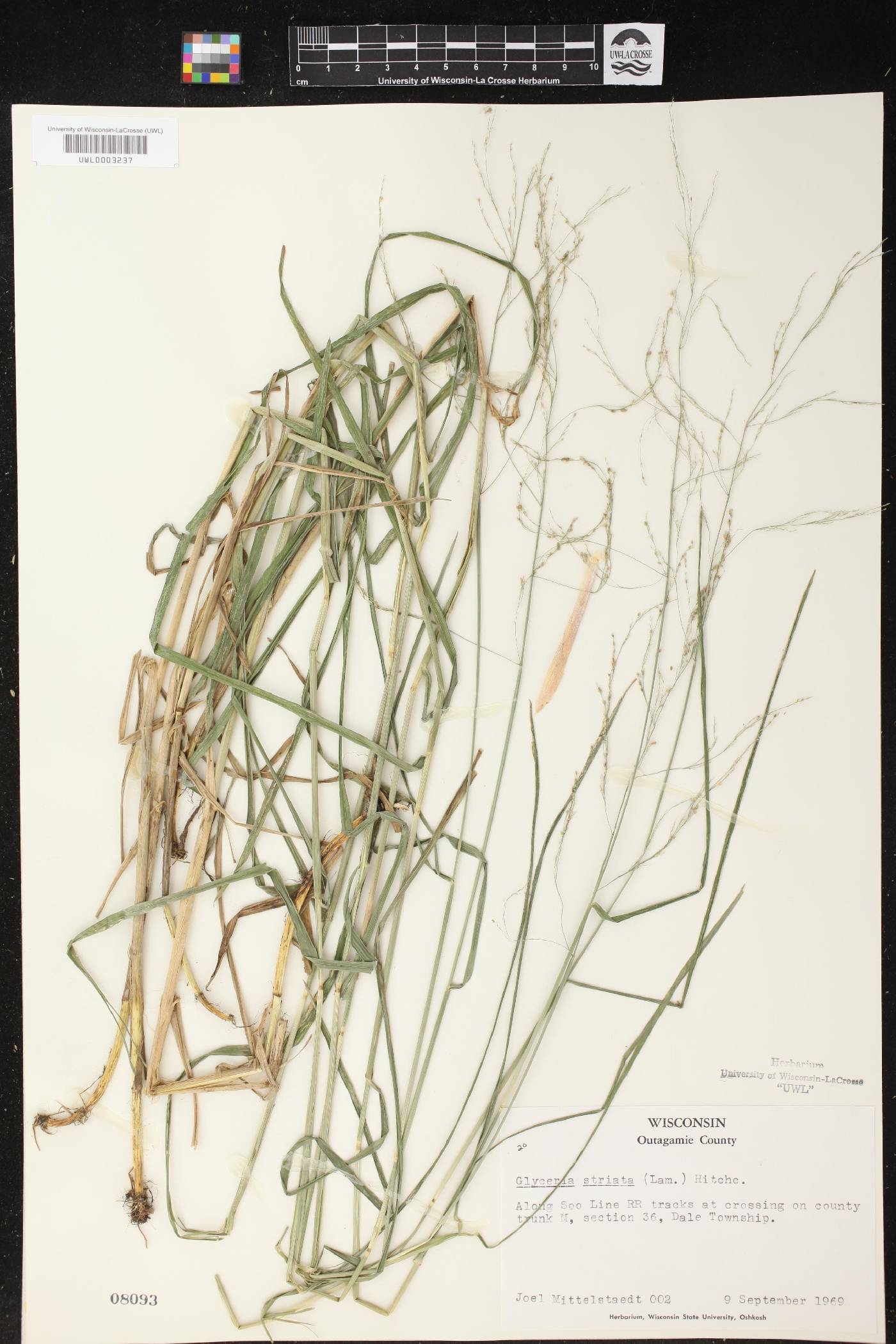 Glyceria striata image