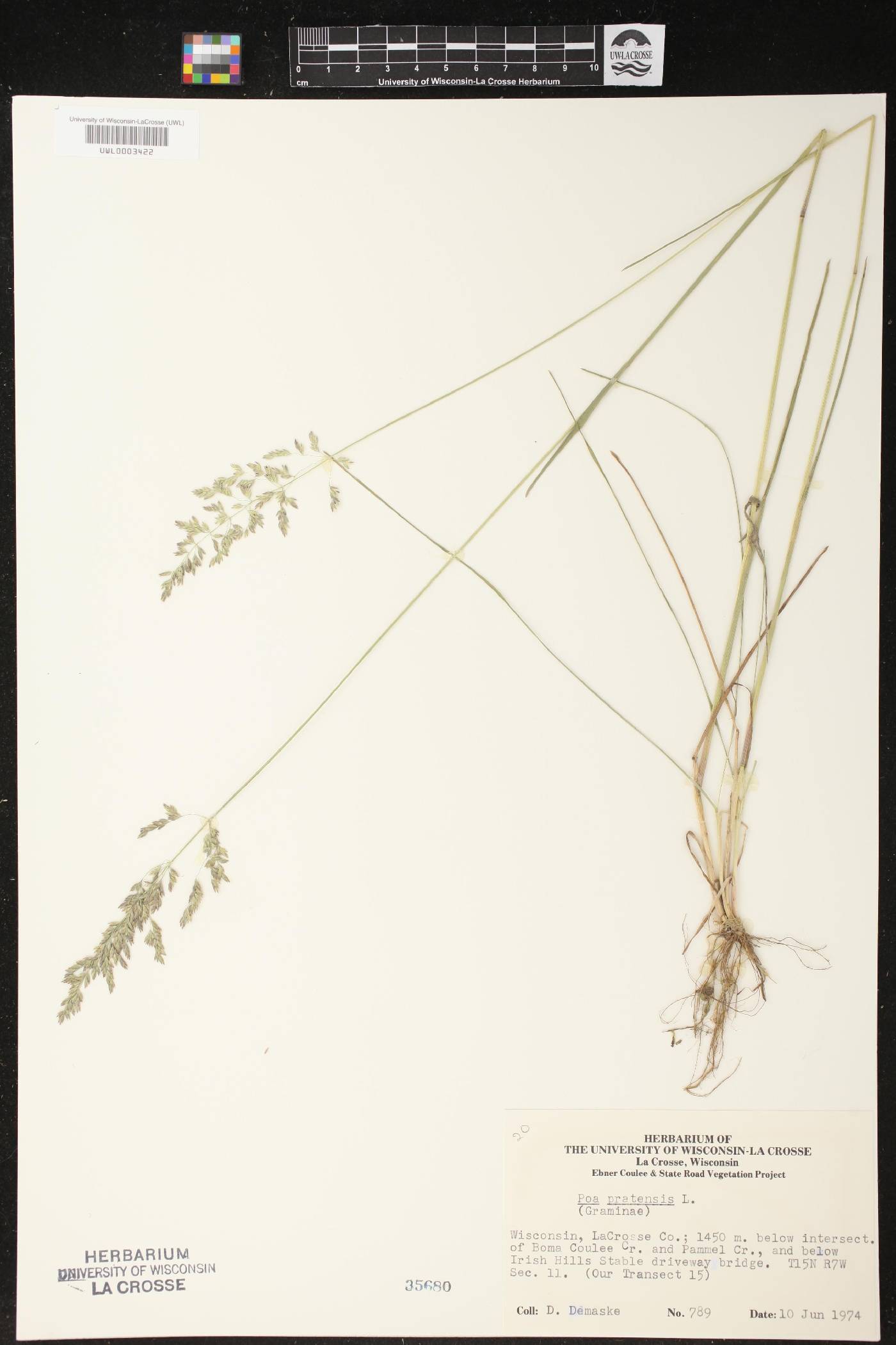 Poa pratensis image