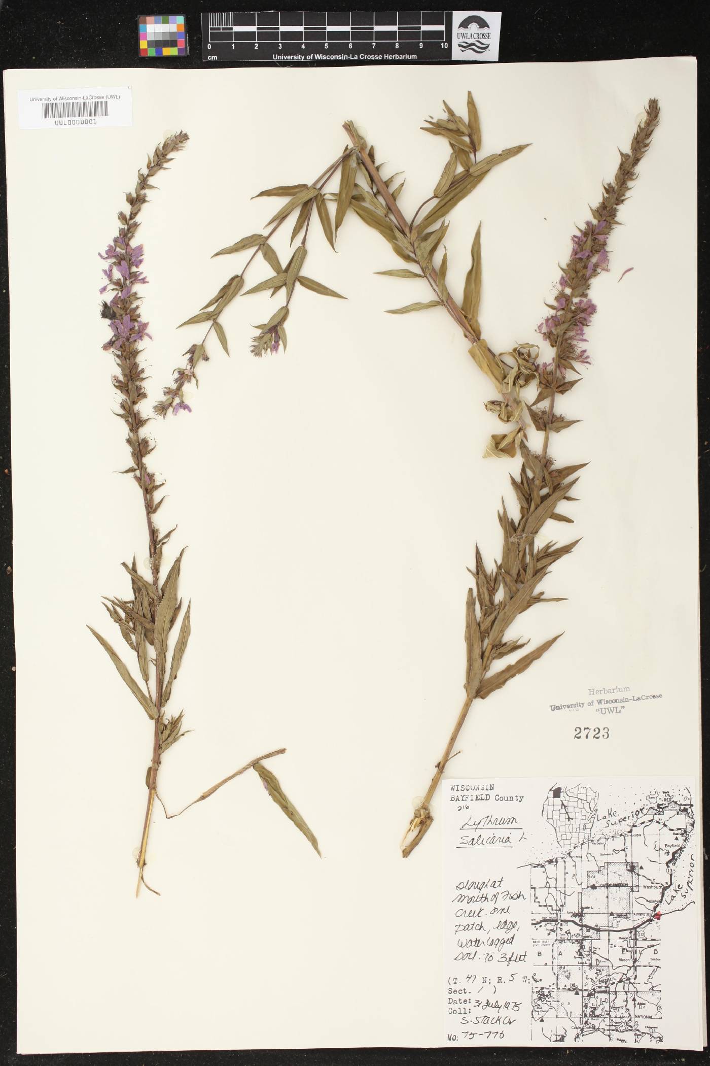 Lythrum salicaria image