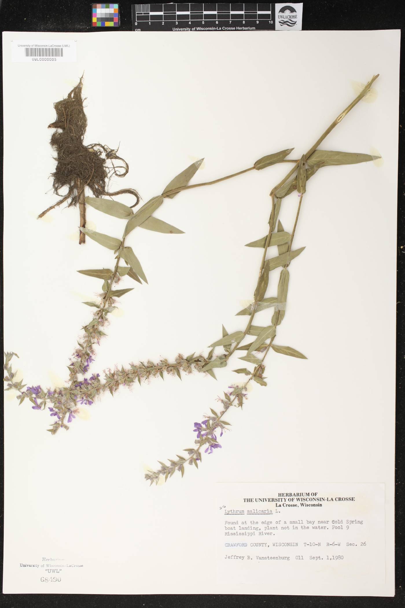 Lythrum salicaria image