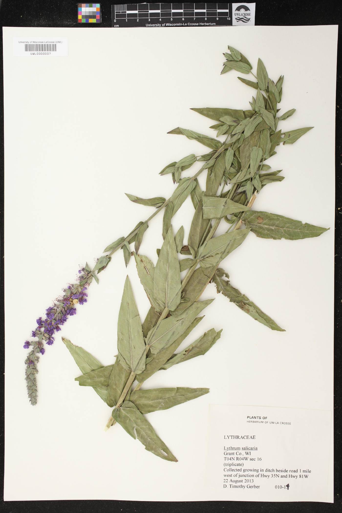 Lythrum salicaria image