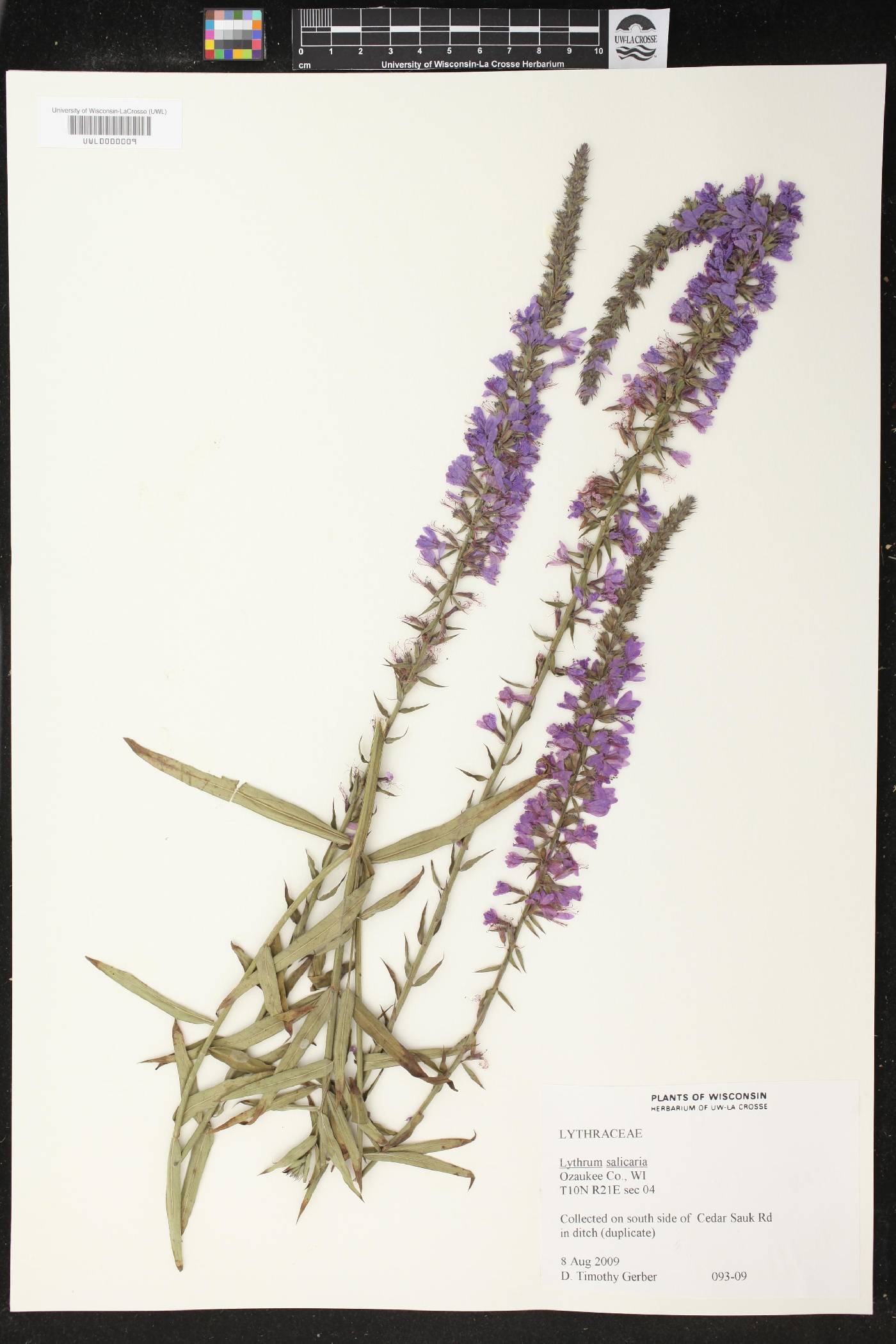 Lythrum salicaria image