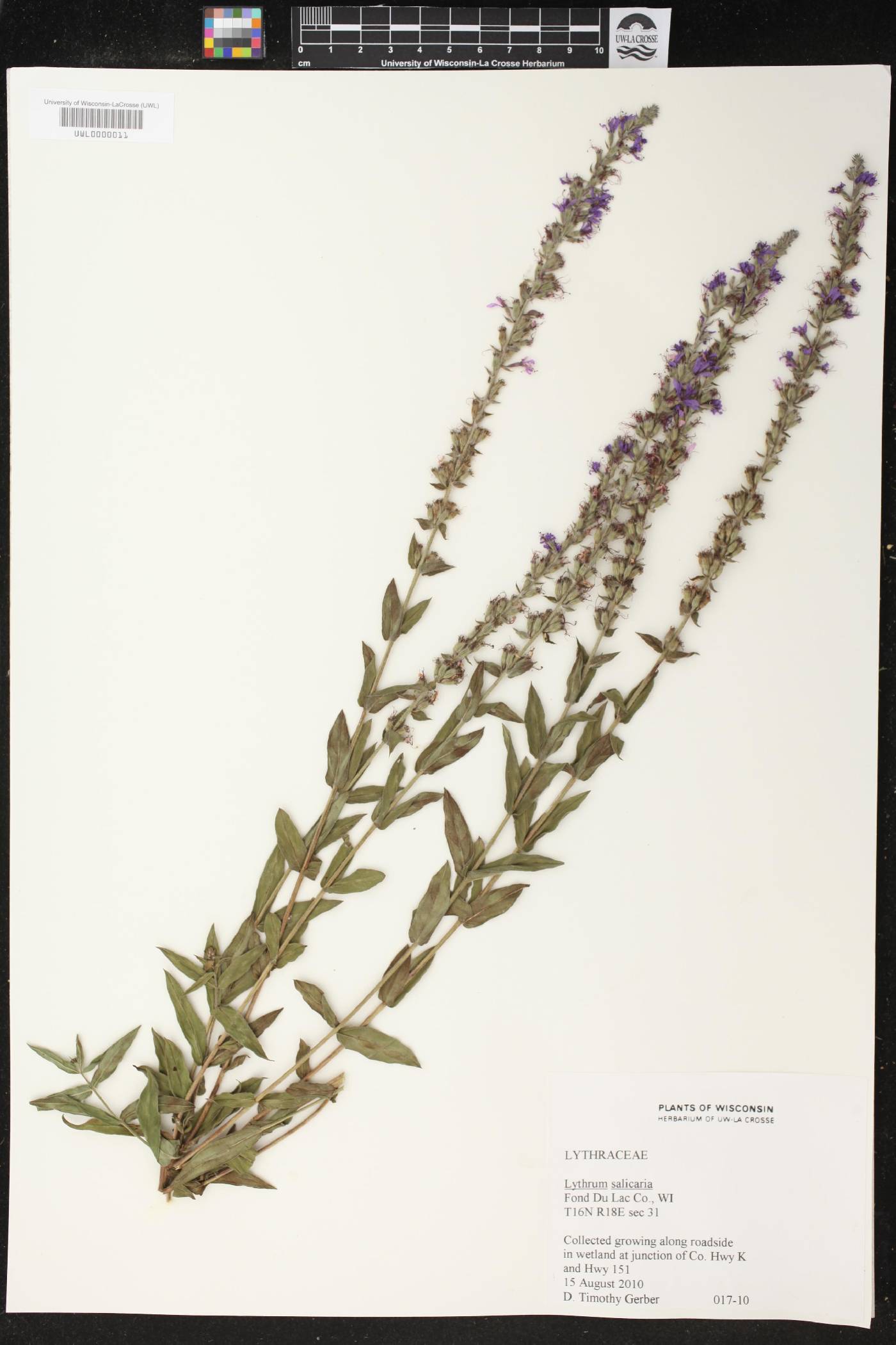 Lythrum salicaria image