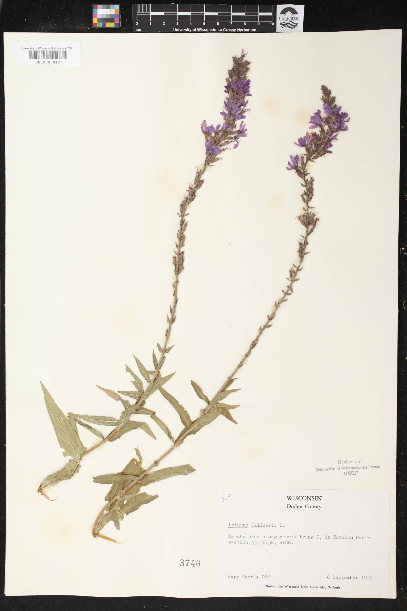 Lythrum salicaria image