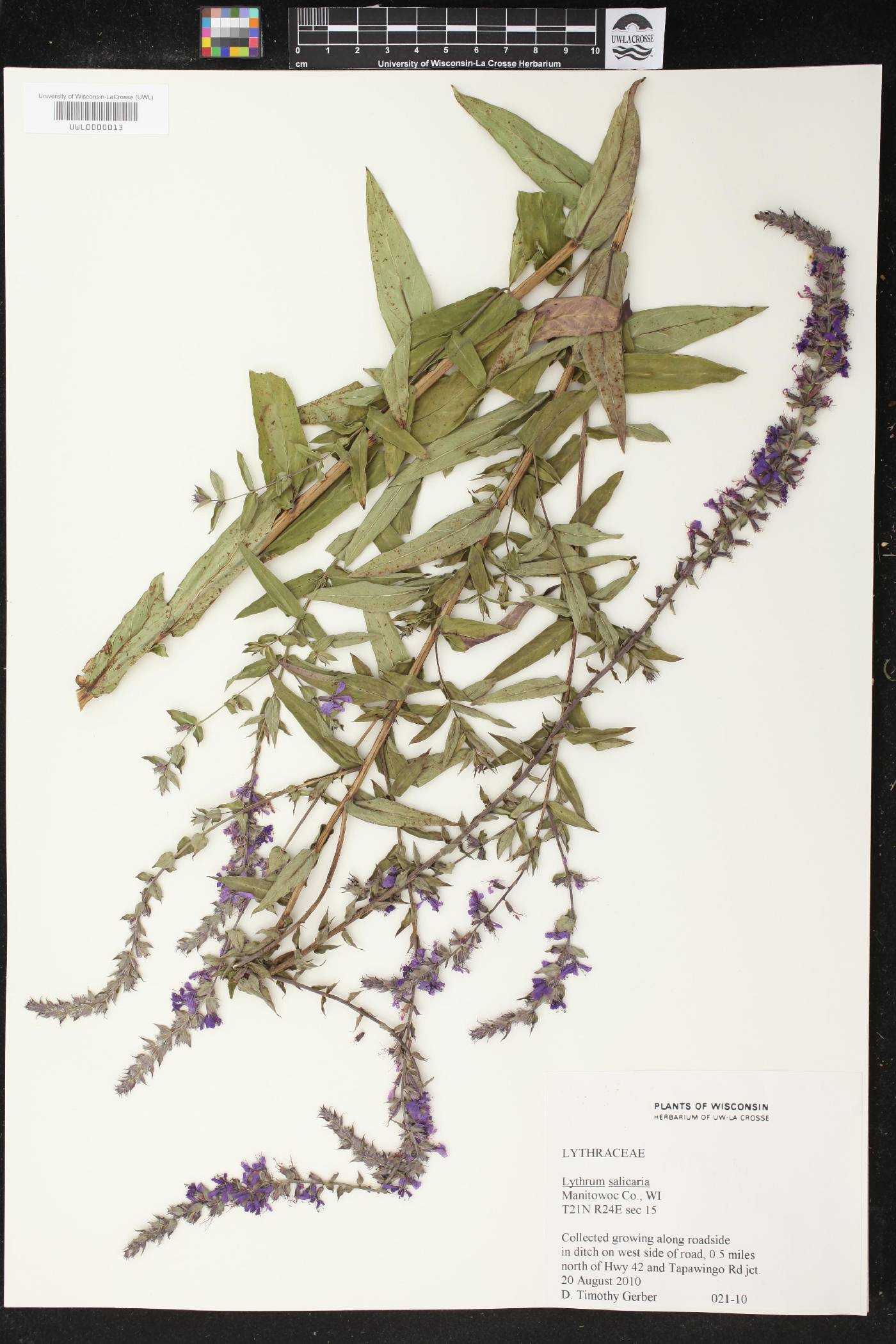 Lythrum salicaria image