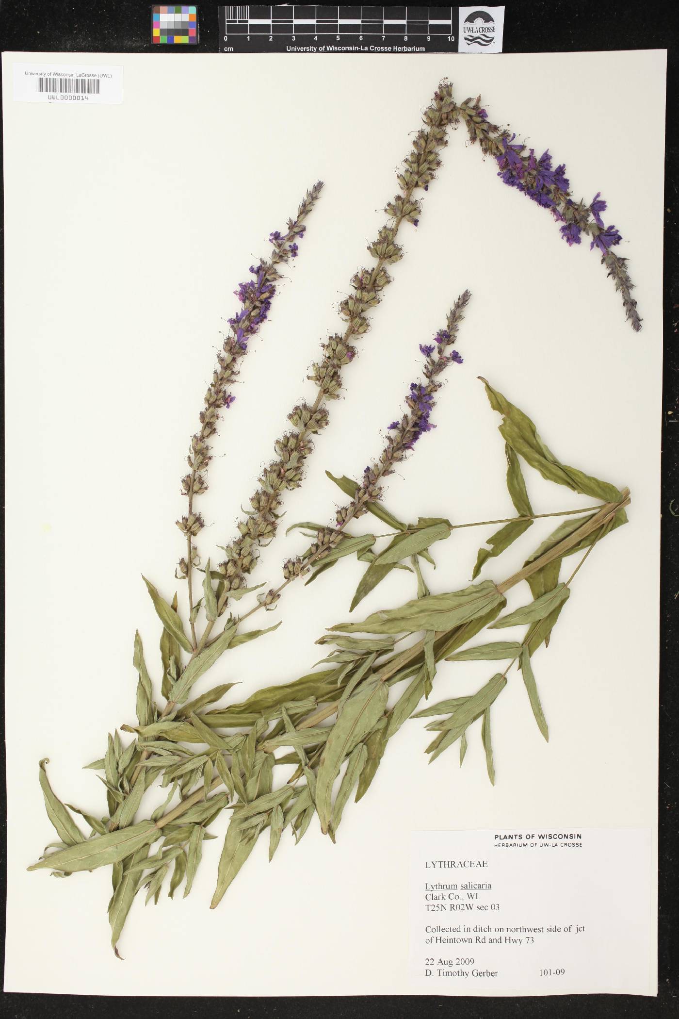 Lythrum salicaria image