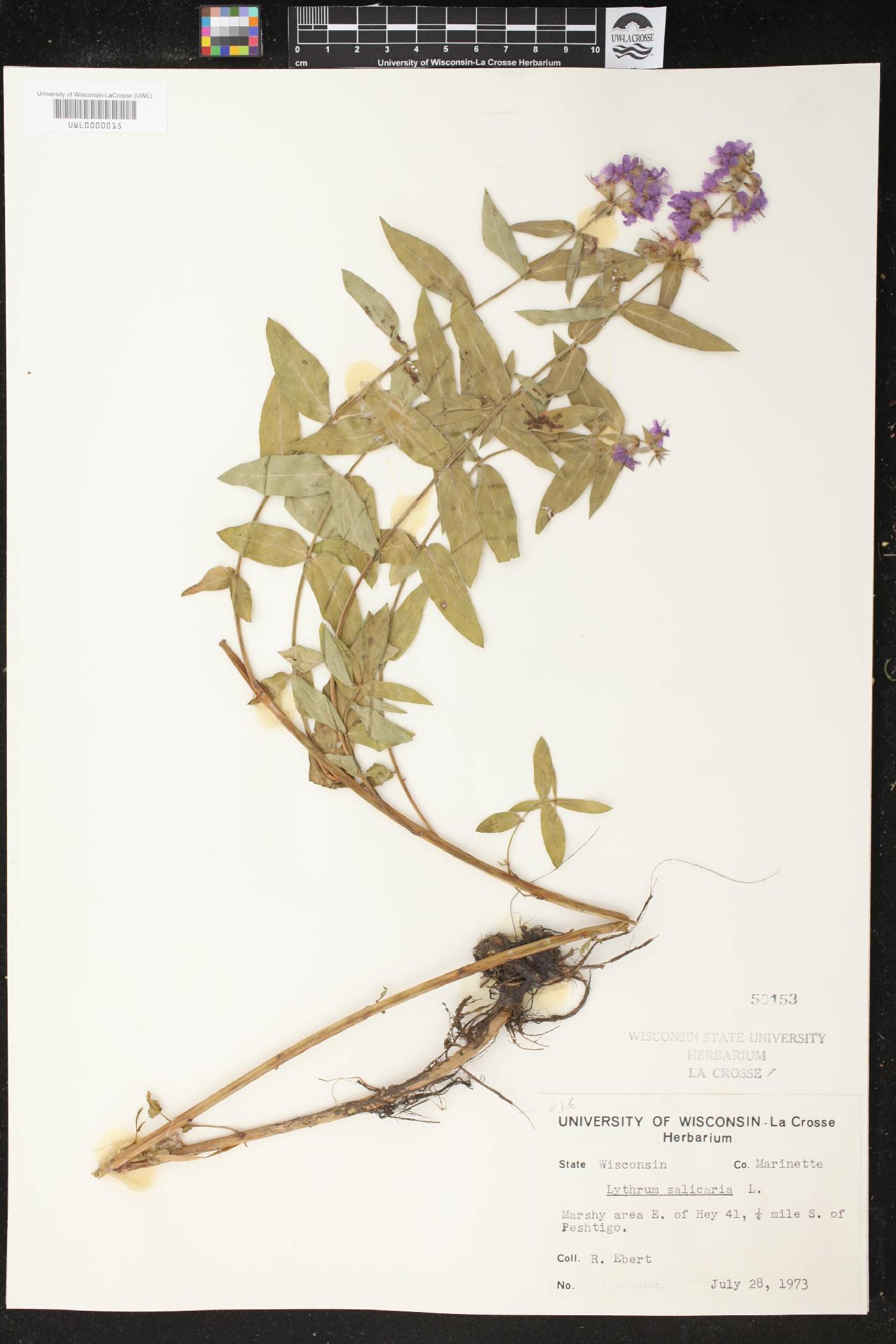 Lythrum salicaria image