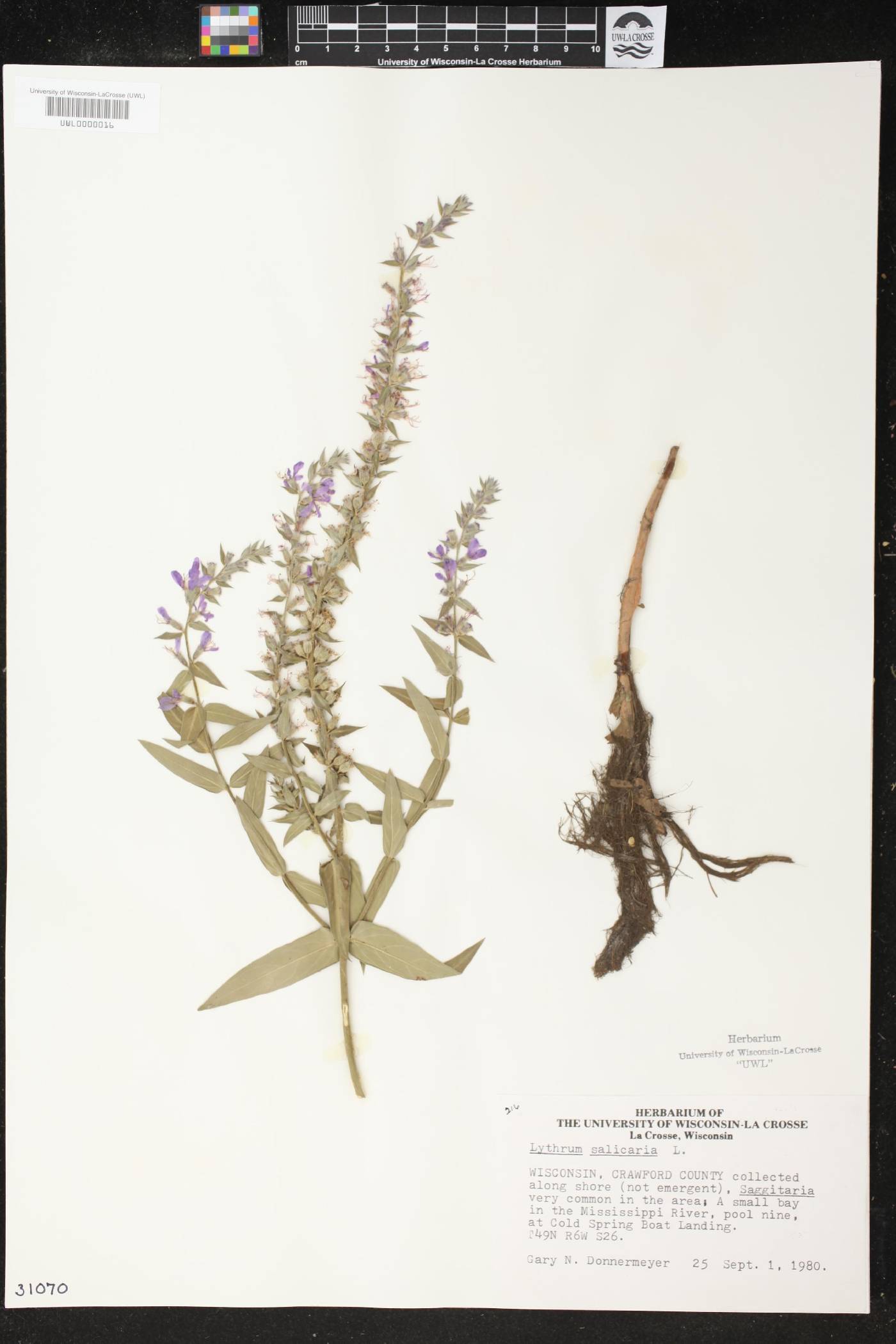 Lythrum salicaria image