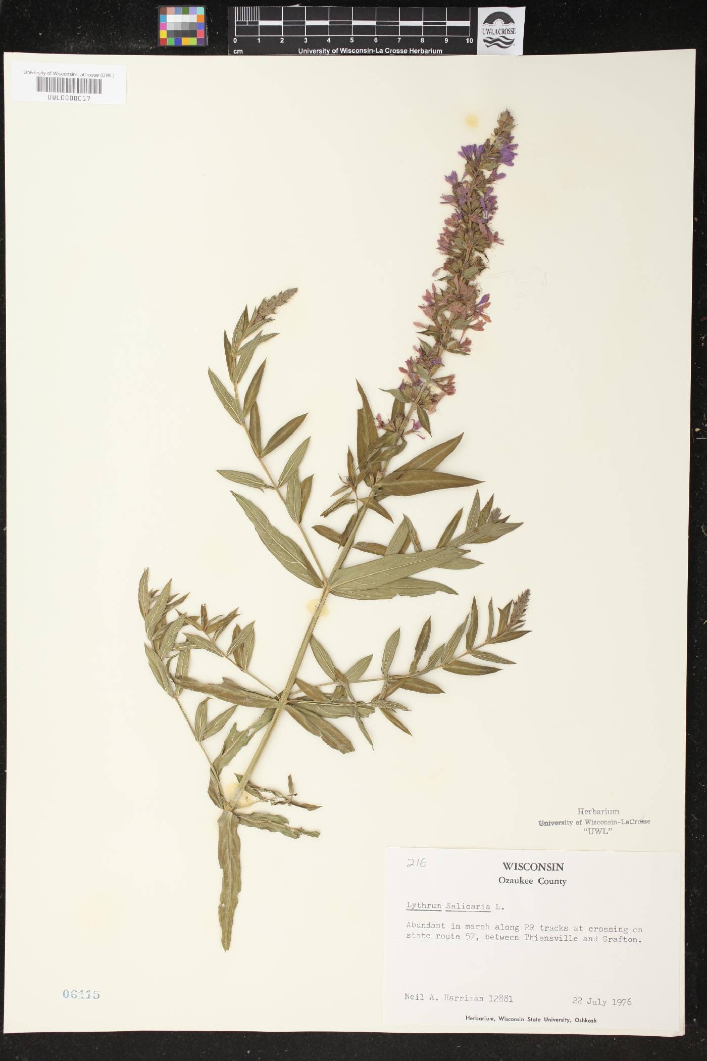 Lythrum salicaria image