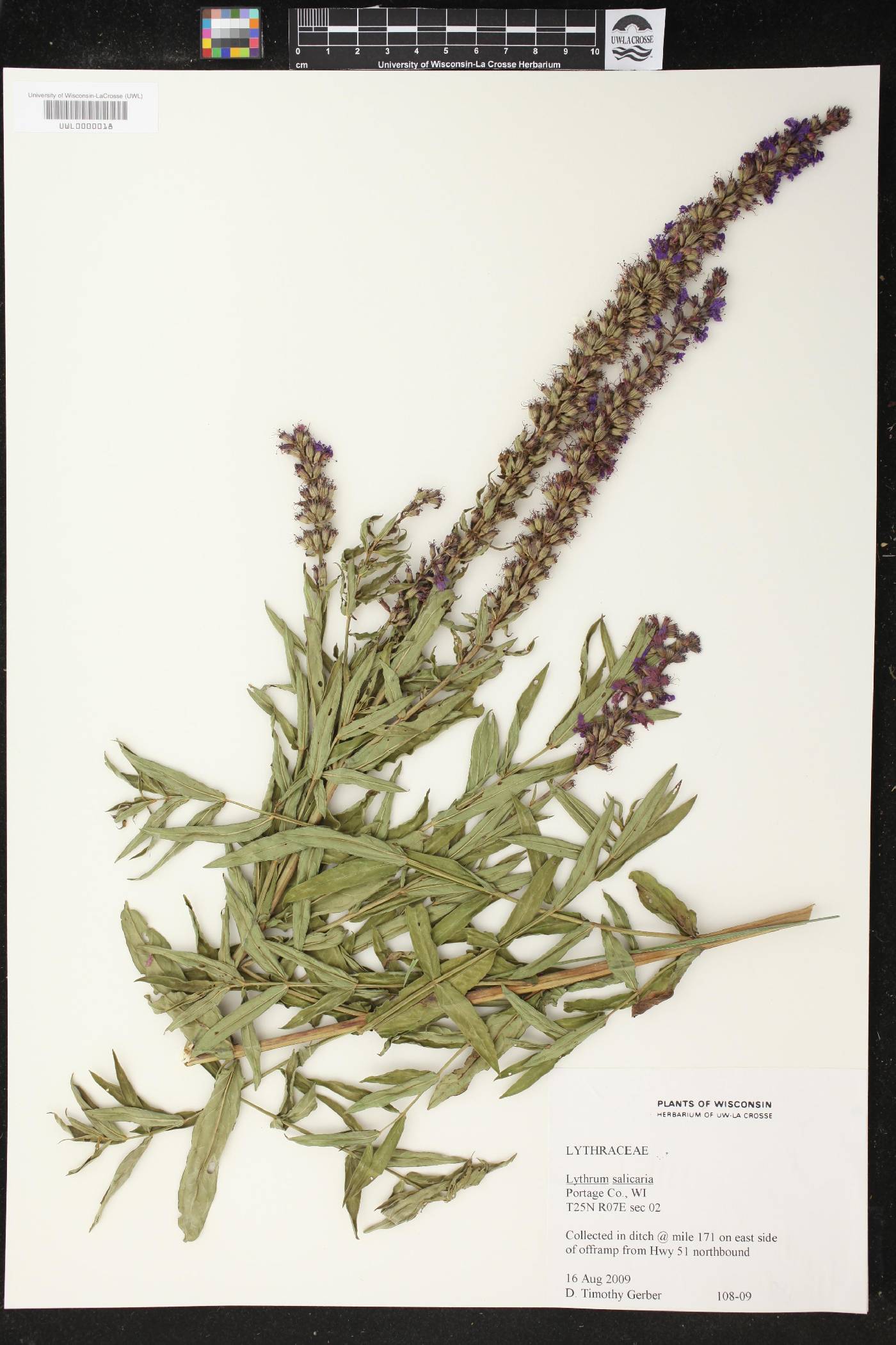 Lythrum salicaria image