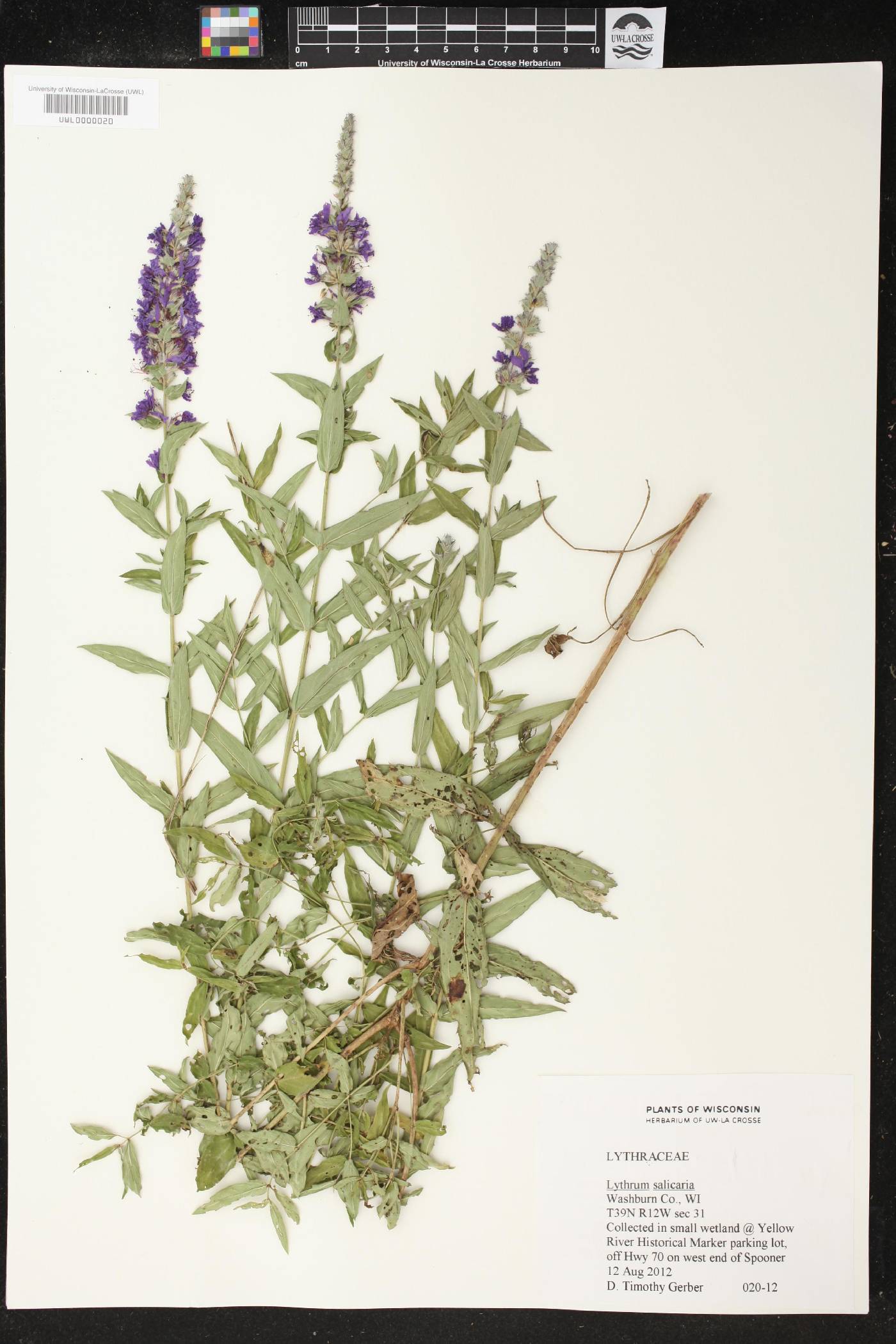 Lythrum salicaria image
