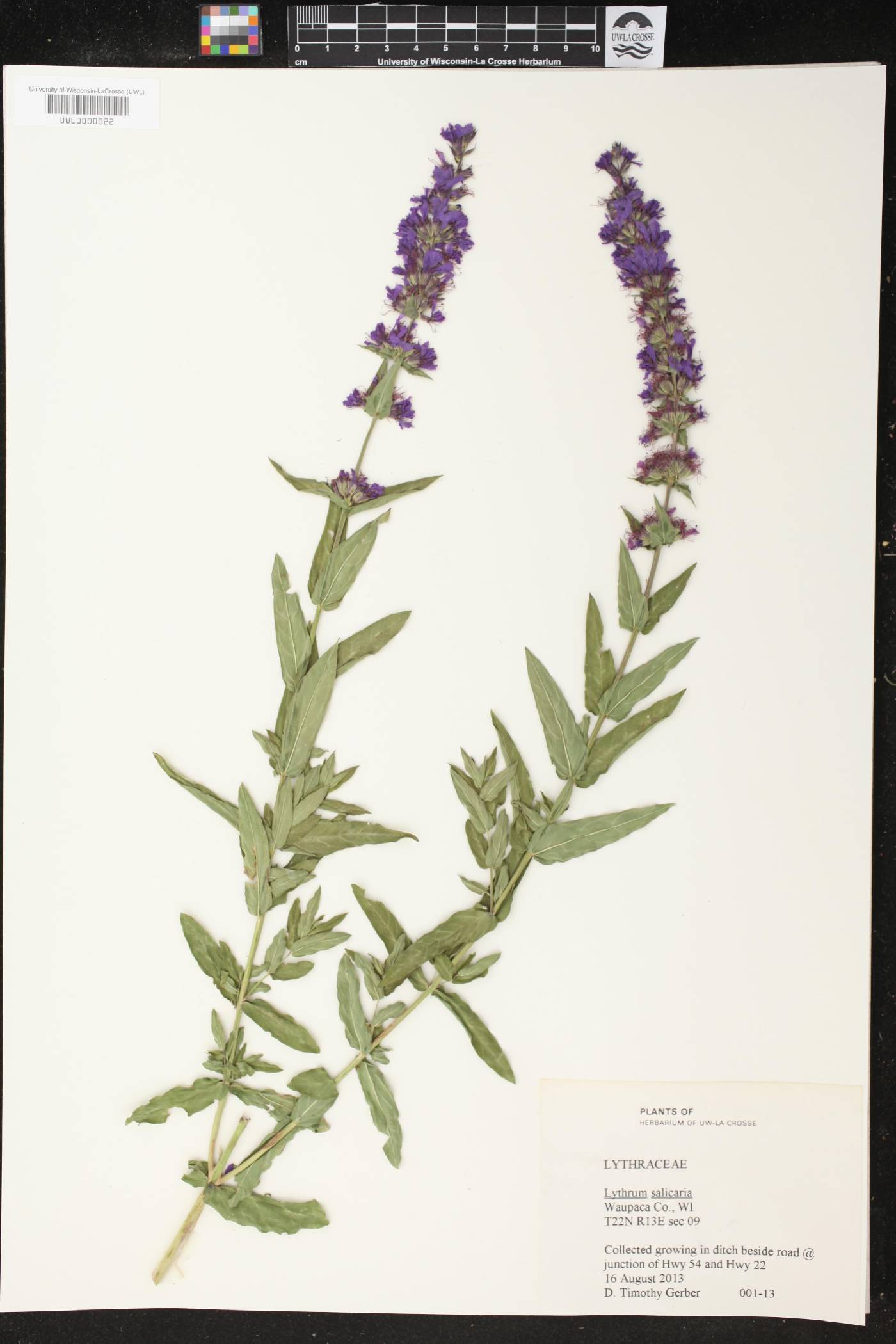 Lythrum salicaria image