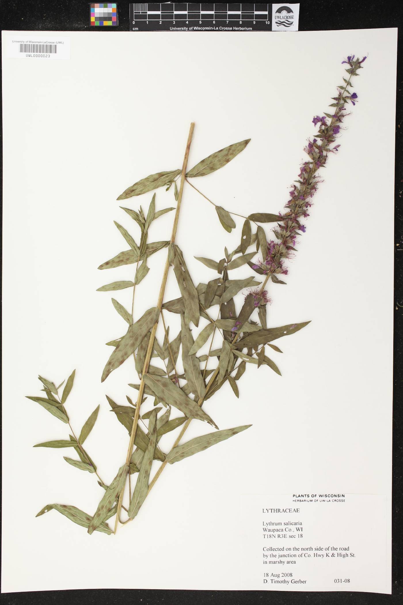 Lythrum salicaria image