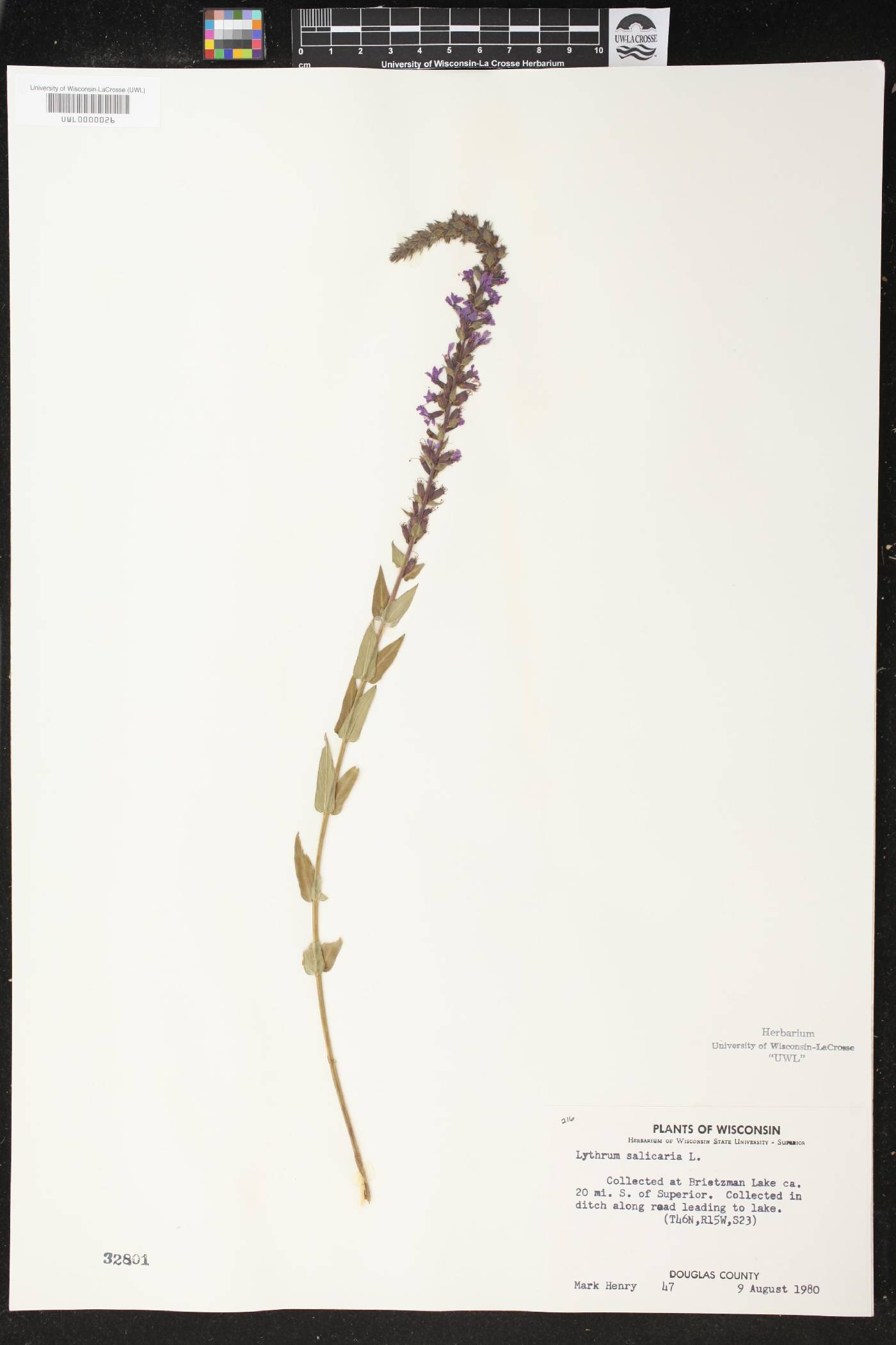Lythrum salicaria image
