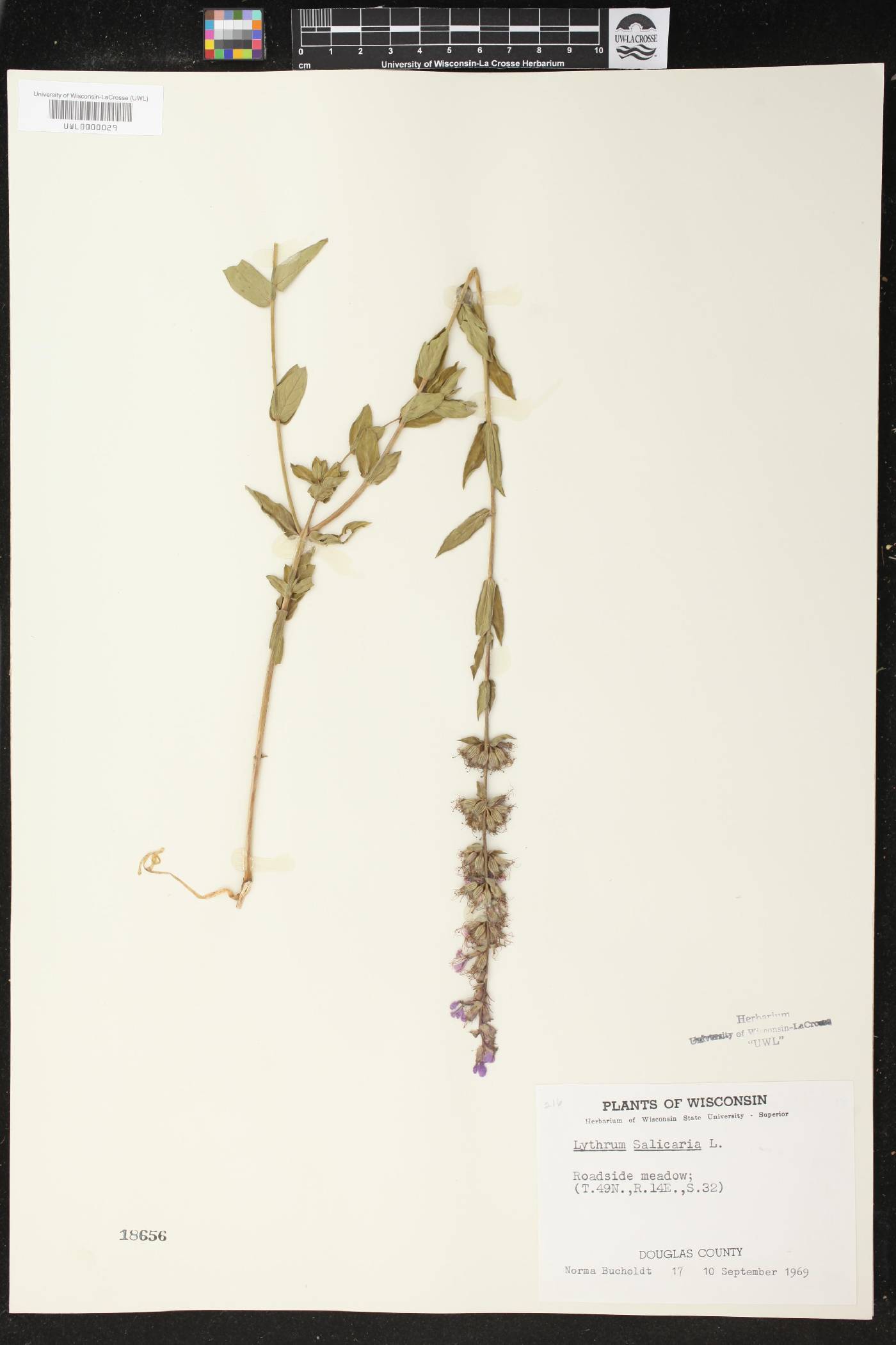 Lythrum salicaria image