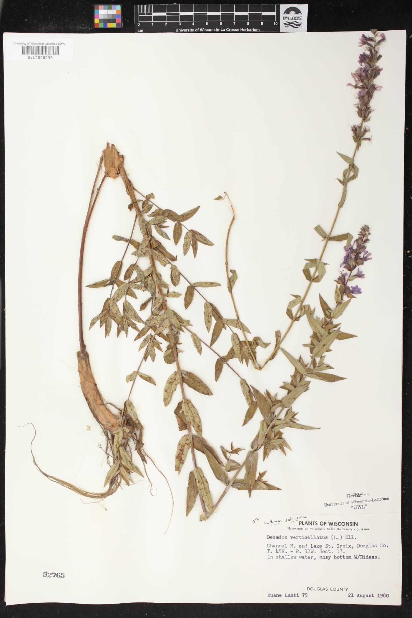Lythrum salicaria image