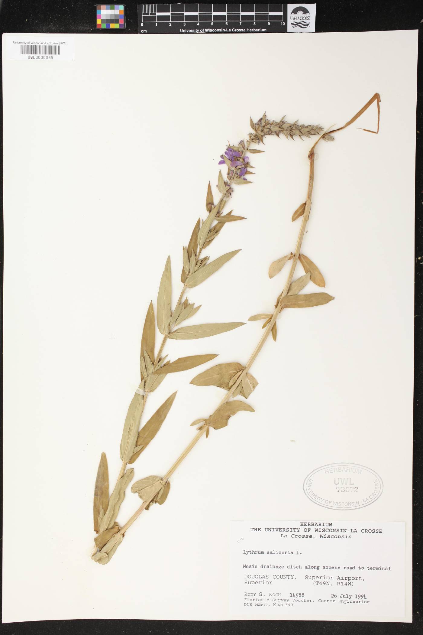 Lythrum salicaria image