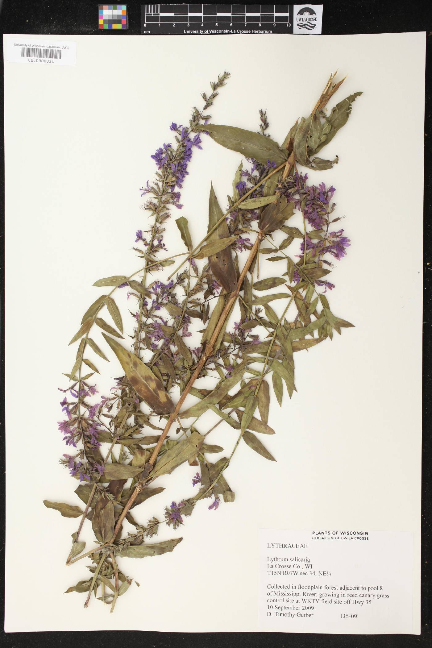 Lythrum salicaria image