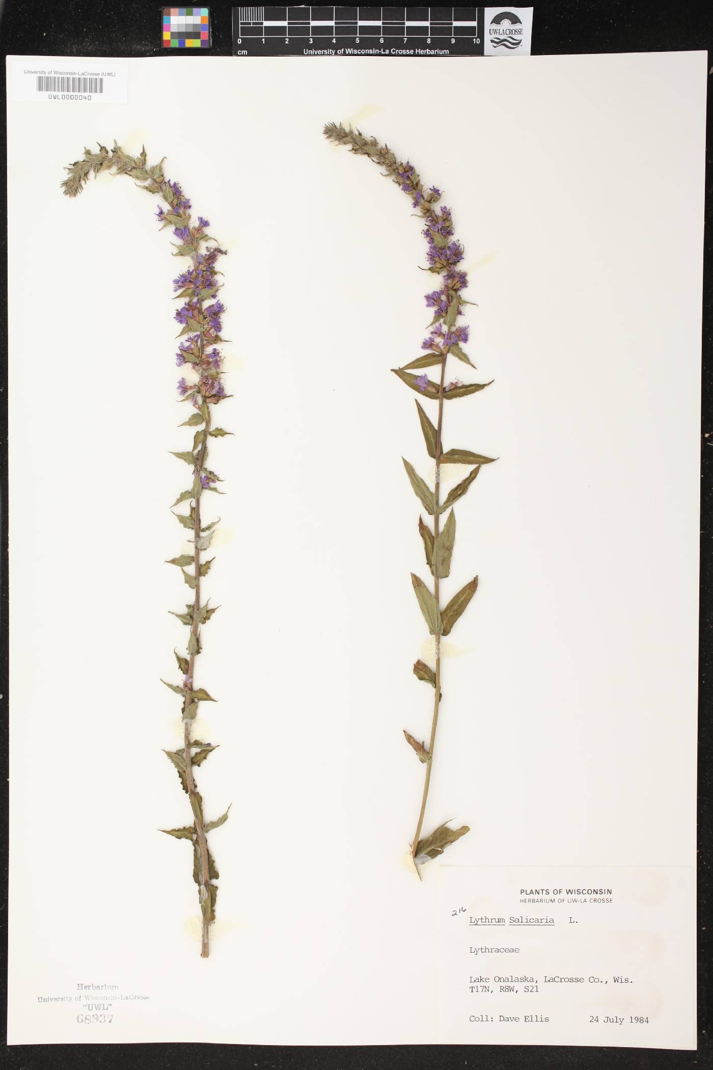 Lythrum salicaria image