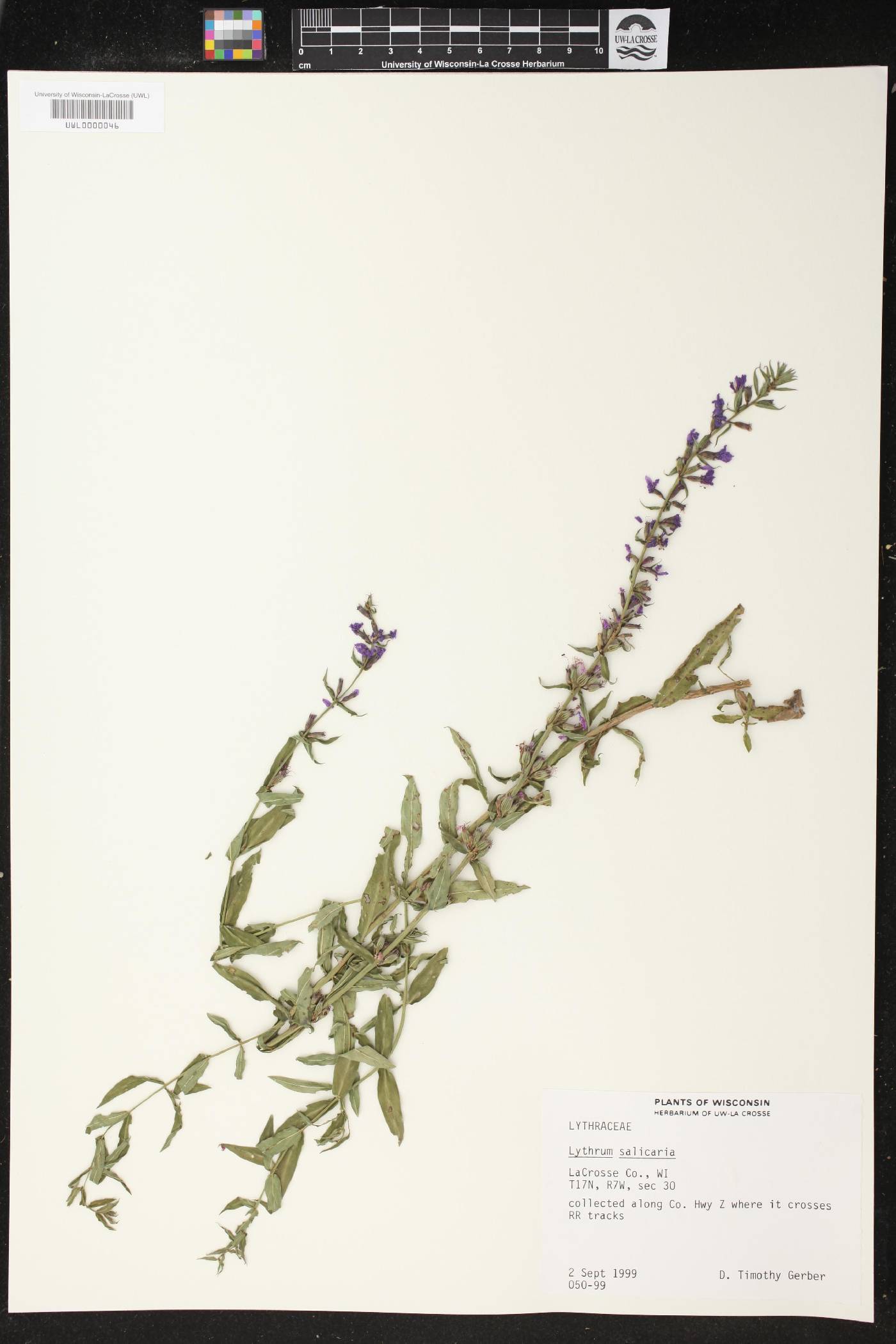 Lythrum salicaria image