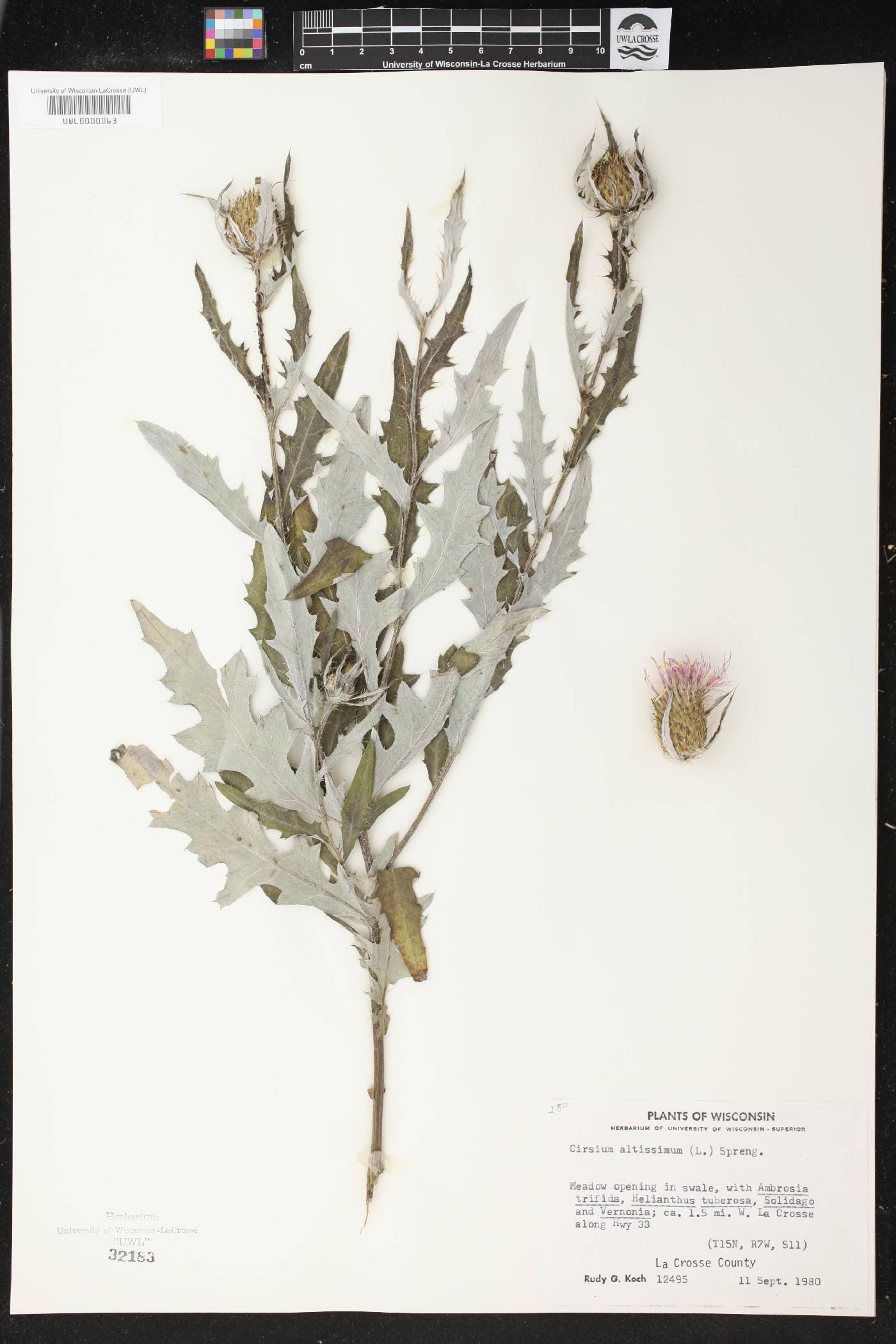 Cirsium altissimum image