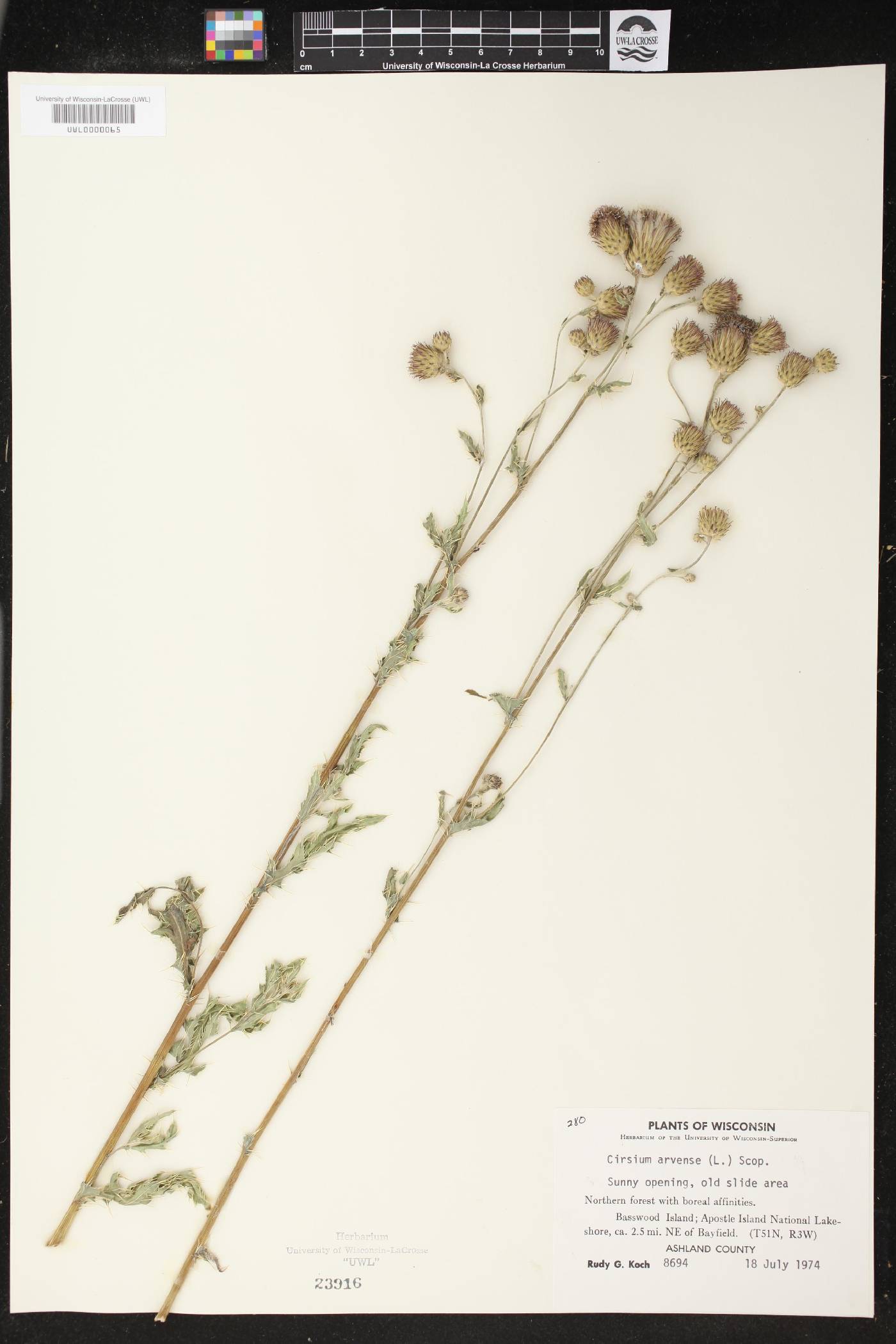 Cirsium arvense image