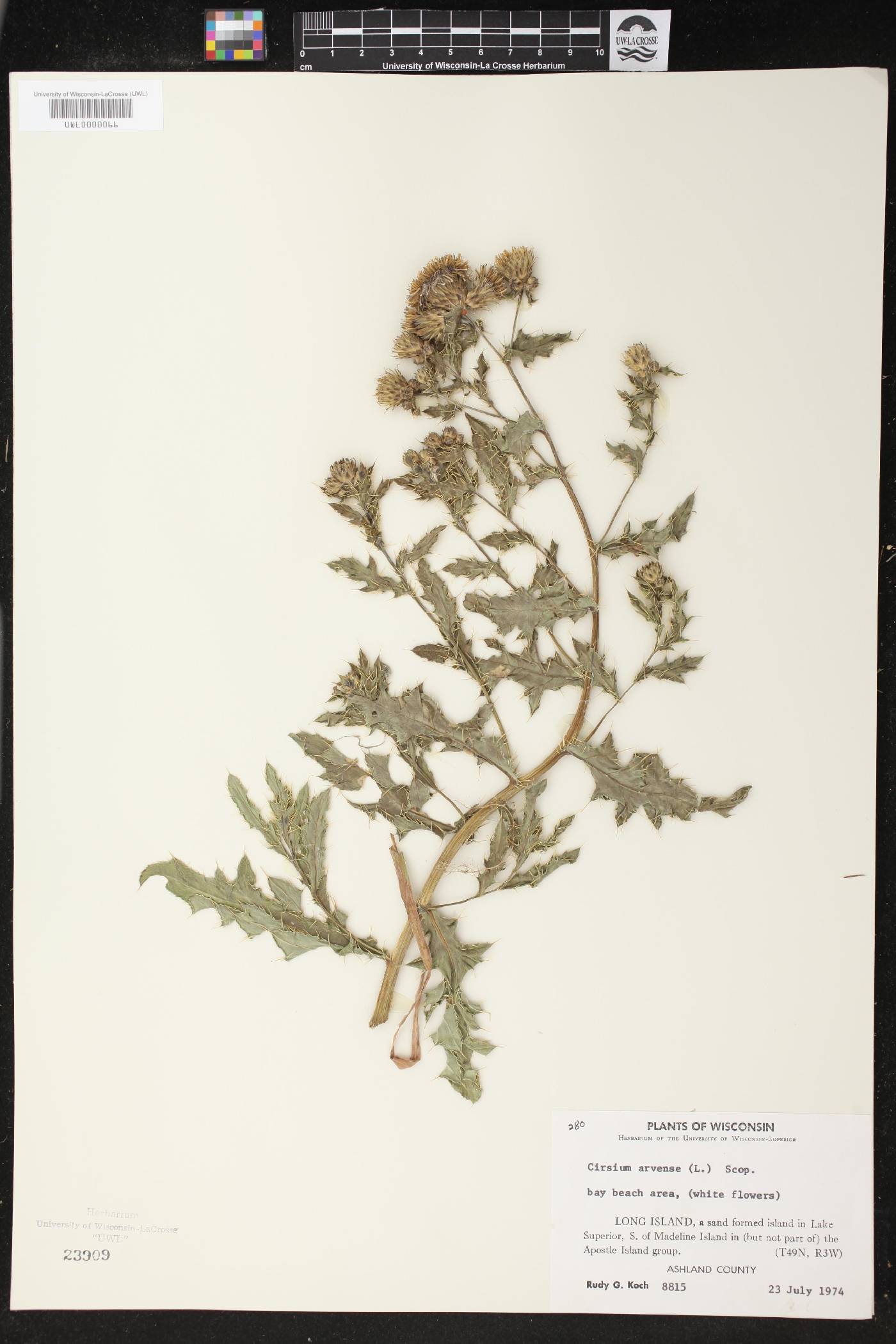 Cirsium arvense image