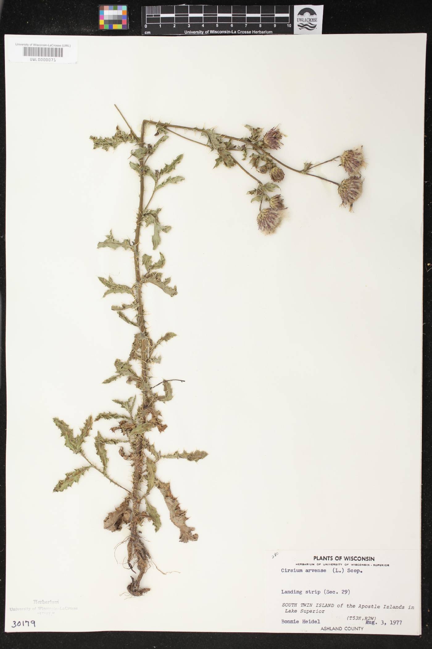 Cirsium arvense image