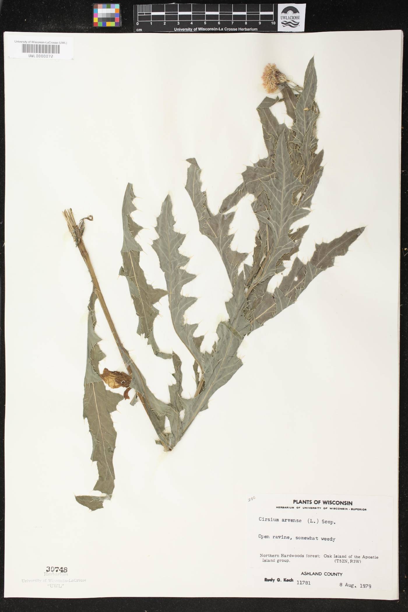 Cirsium arvense image