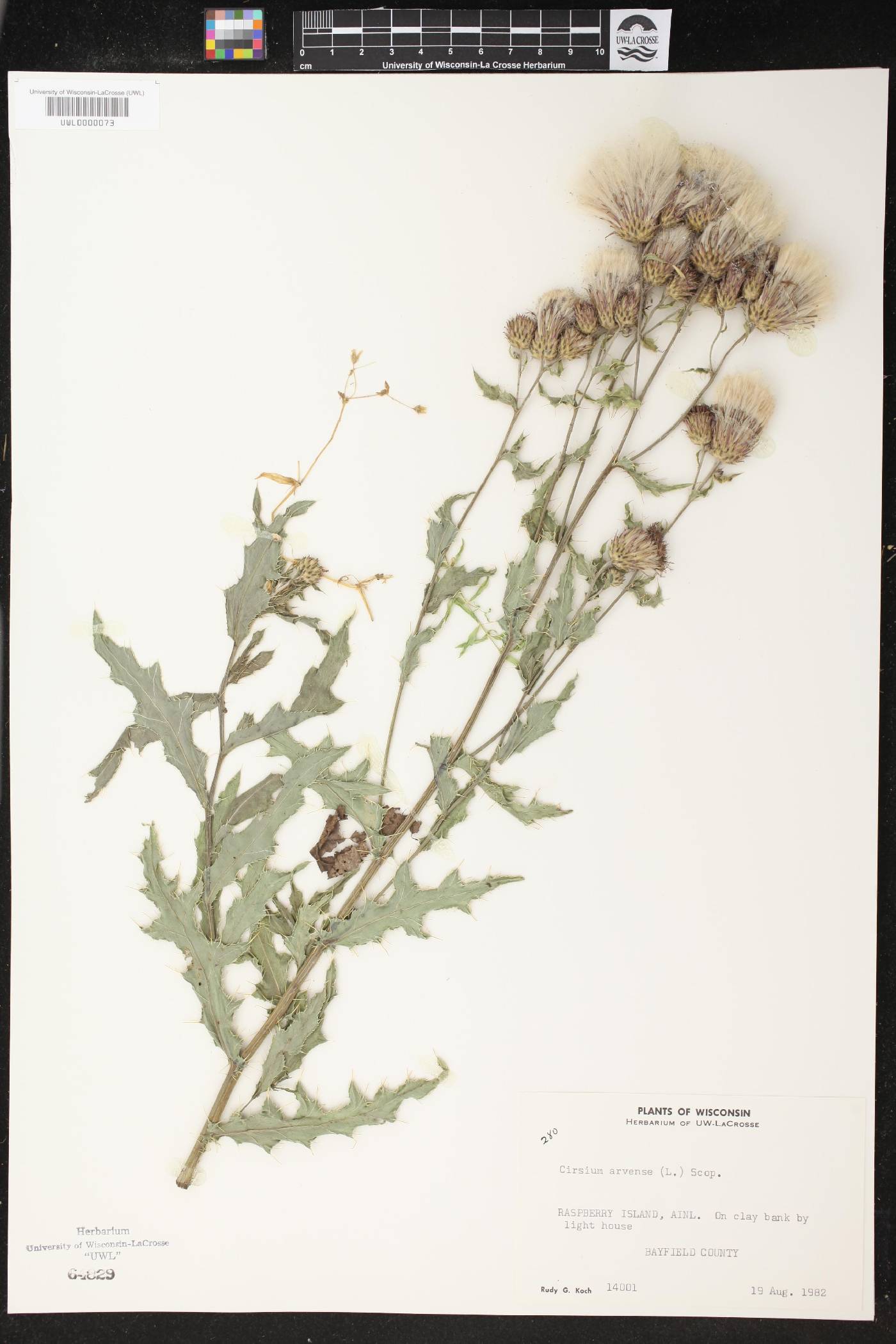 Cirsium arvense image