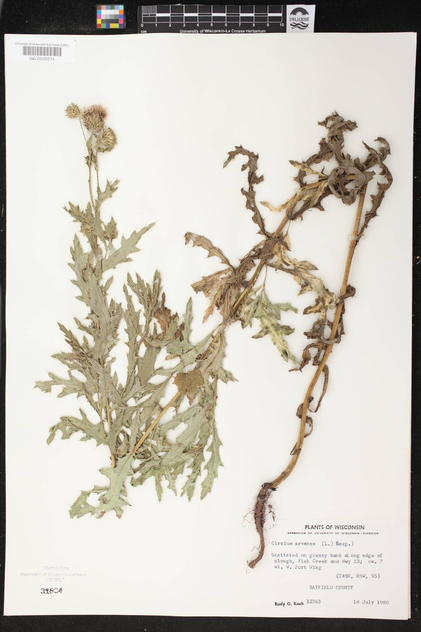 Cirsium arvense image