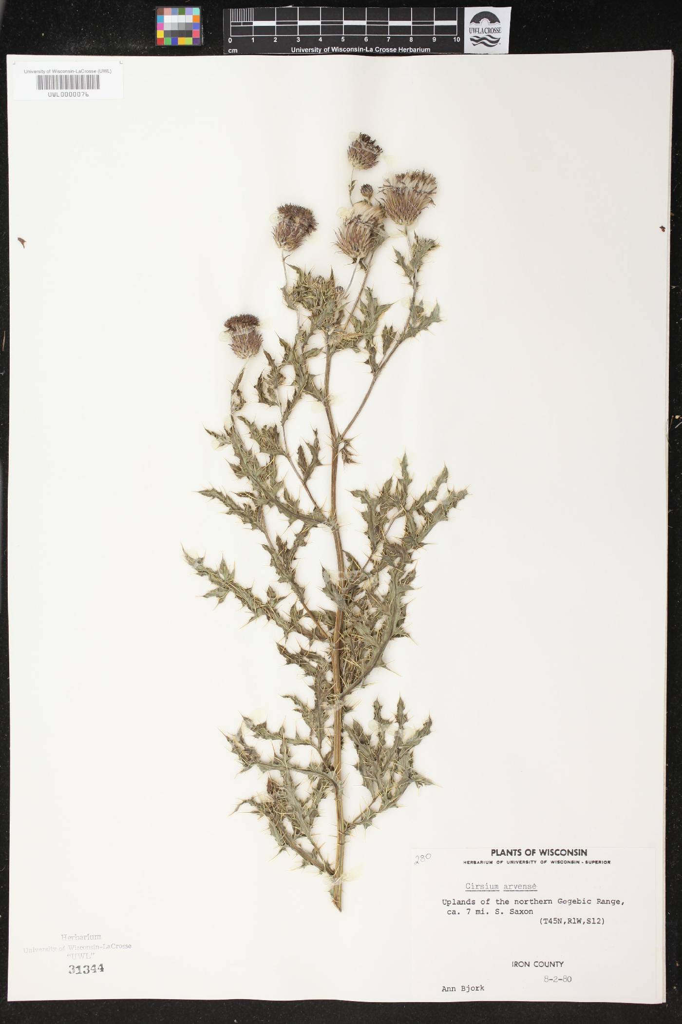 Cirsium arvense image