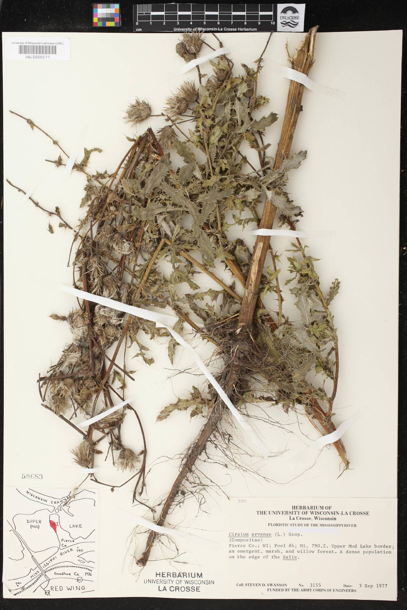 Cirsium arvense image