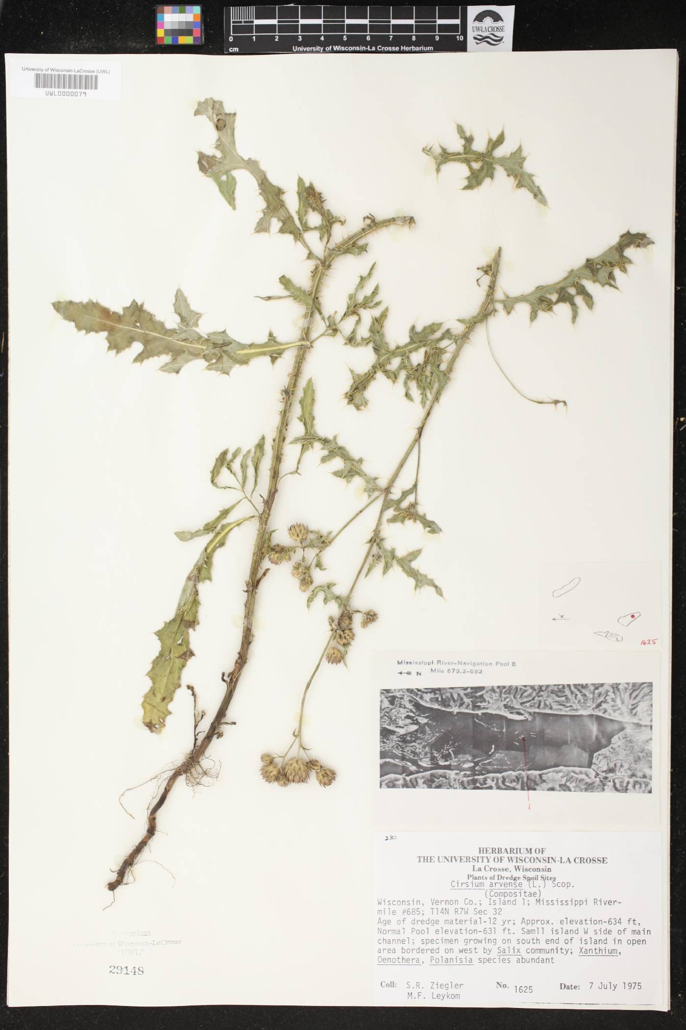 Cirsium arvense image
