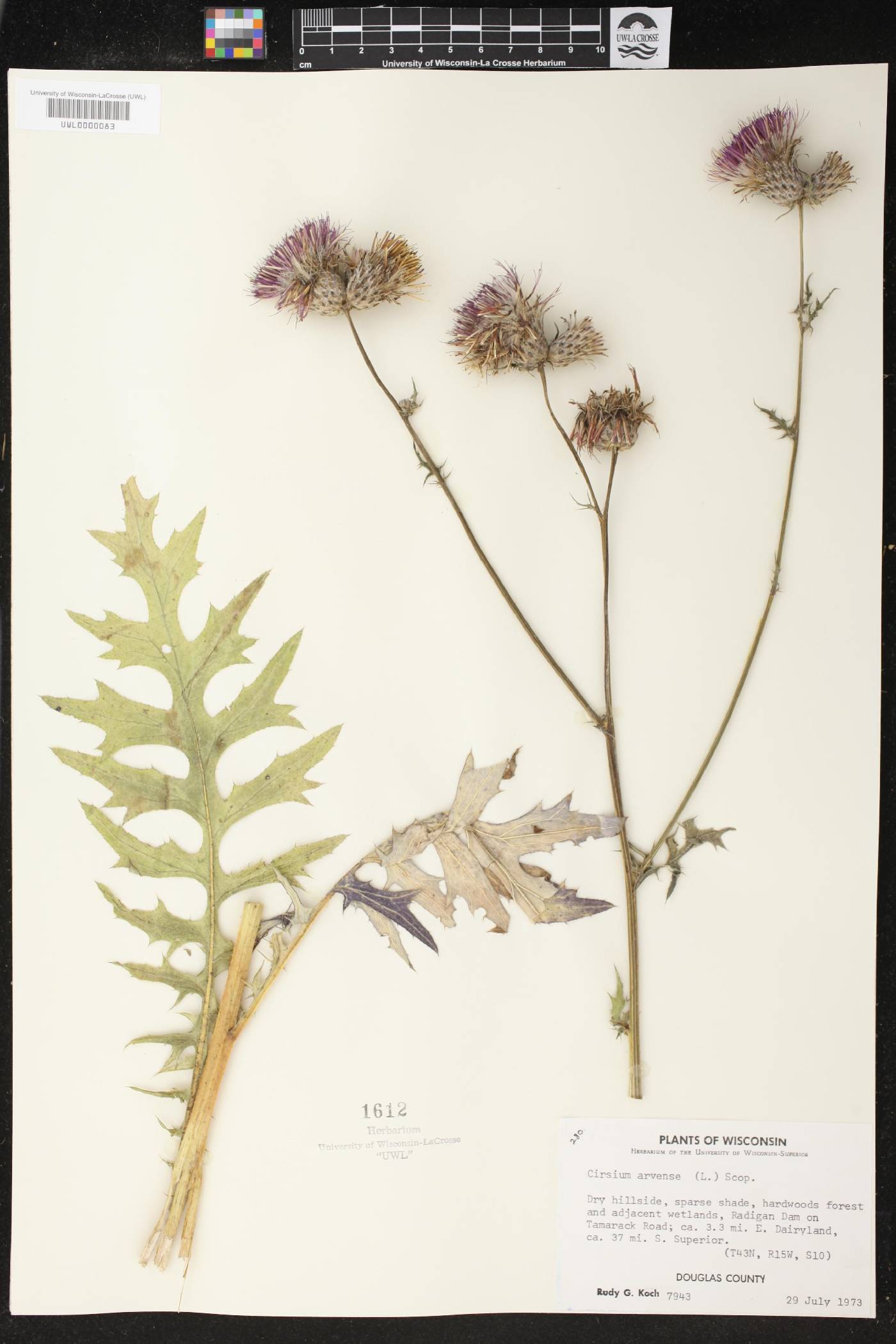 Cirsium arvense image