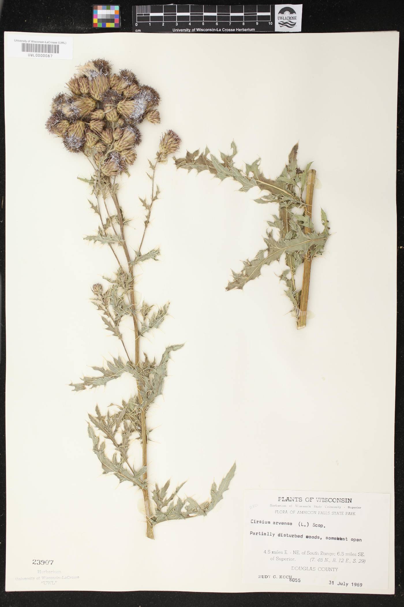 Cirsium arvense image