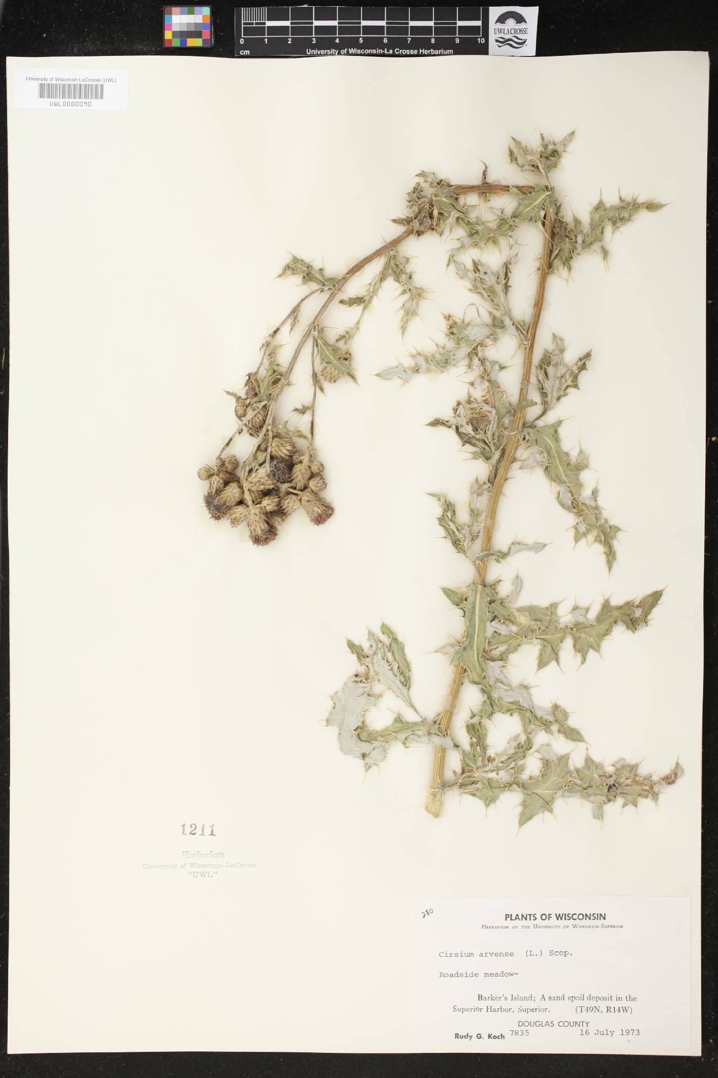 Cirsium arvense image