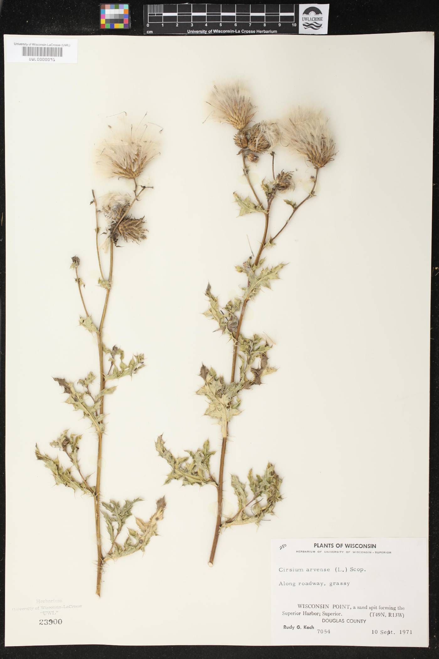 Cirsium arvense image