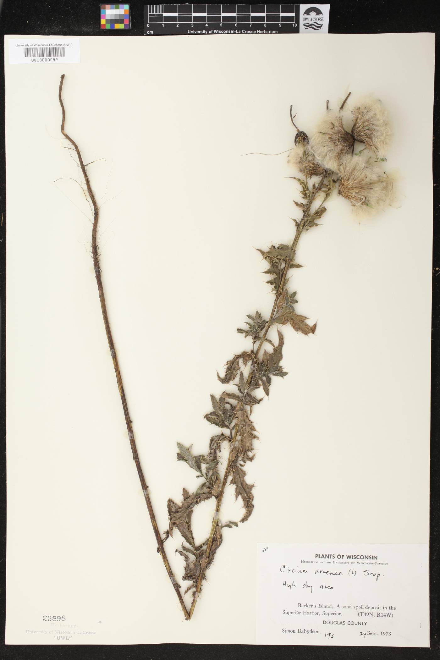 Cirsium arvense image