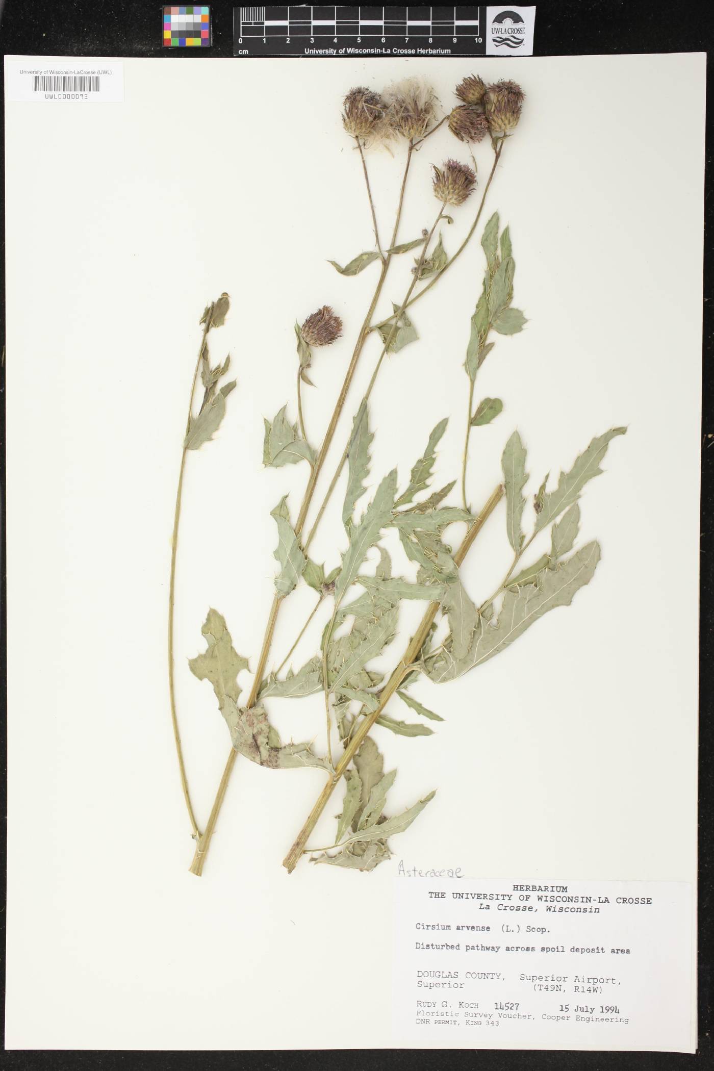 Cirsium arvense image